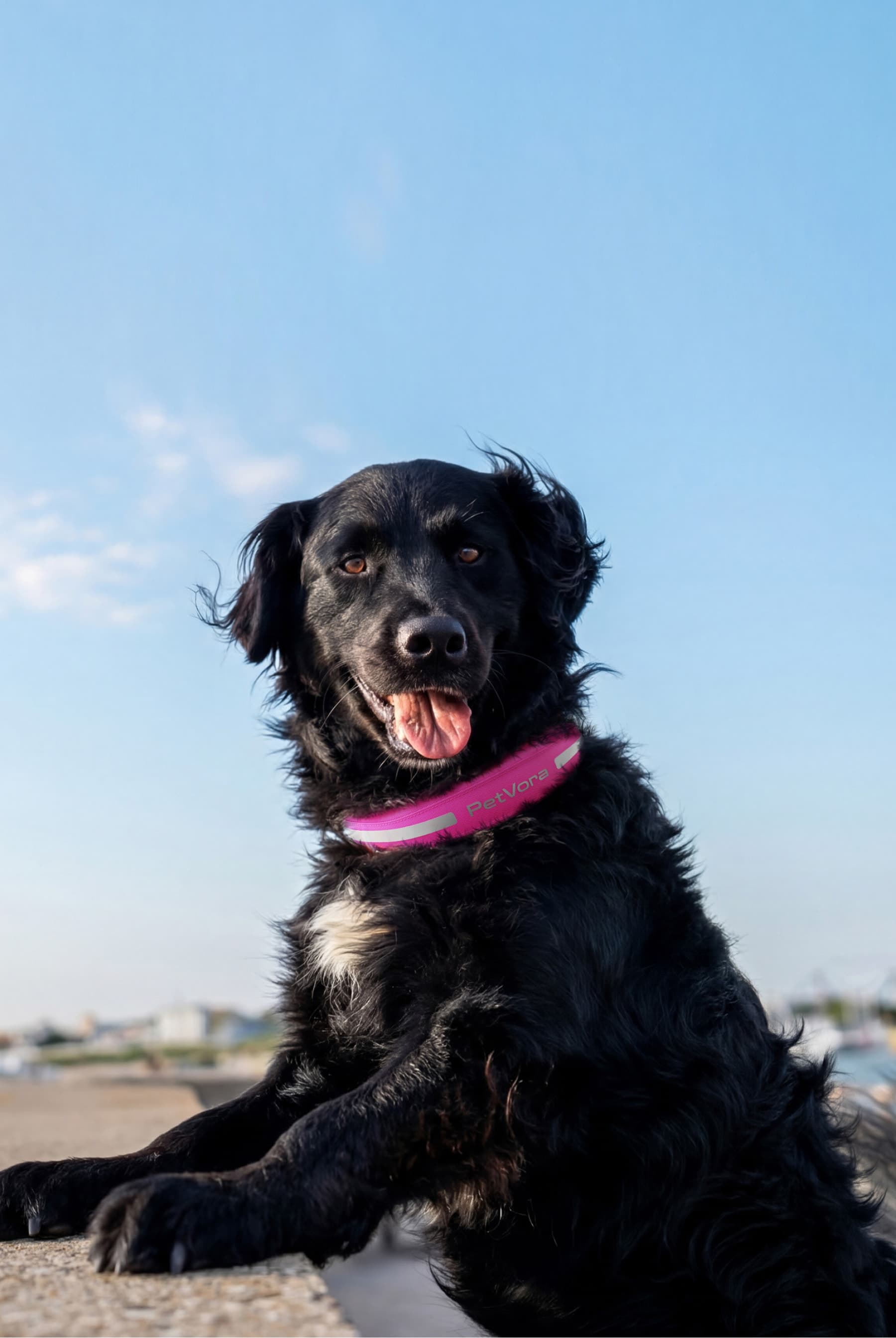 Dog wearing a PetVora Smart Collar outdoors