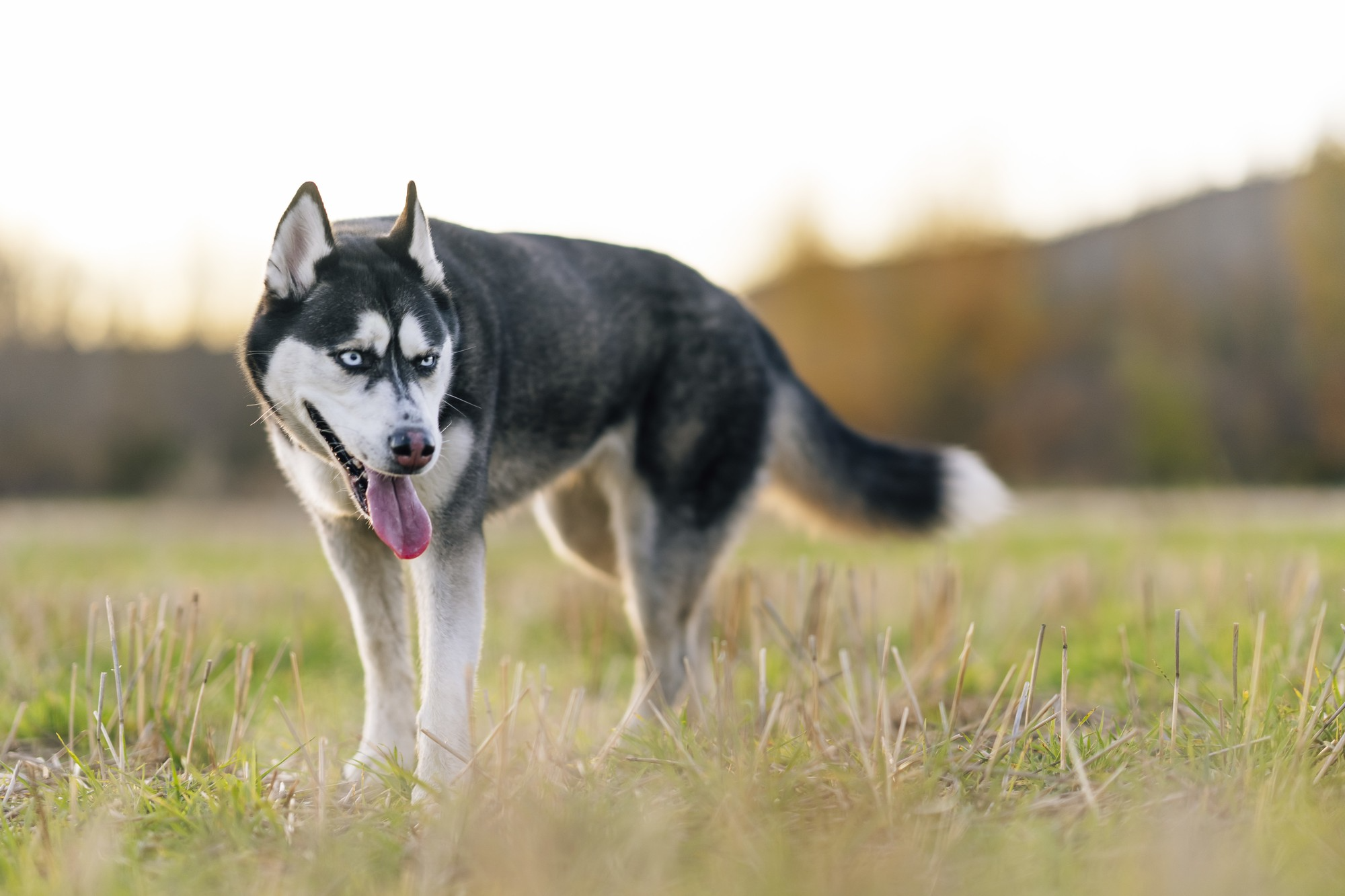 Does Your Dog's Breed Make It an Escape Artist? image 2