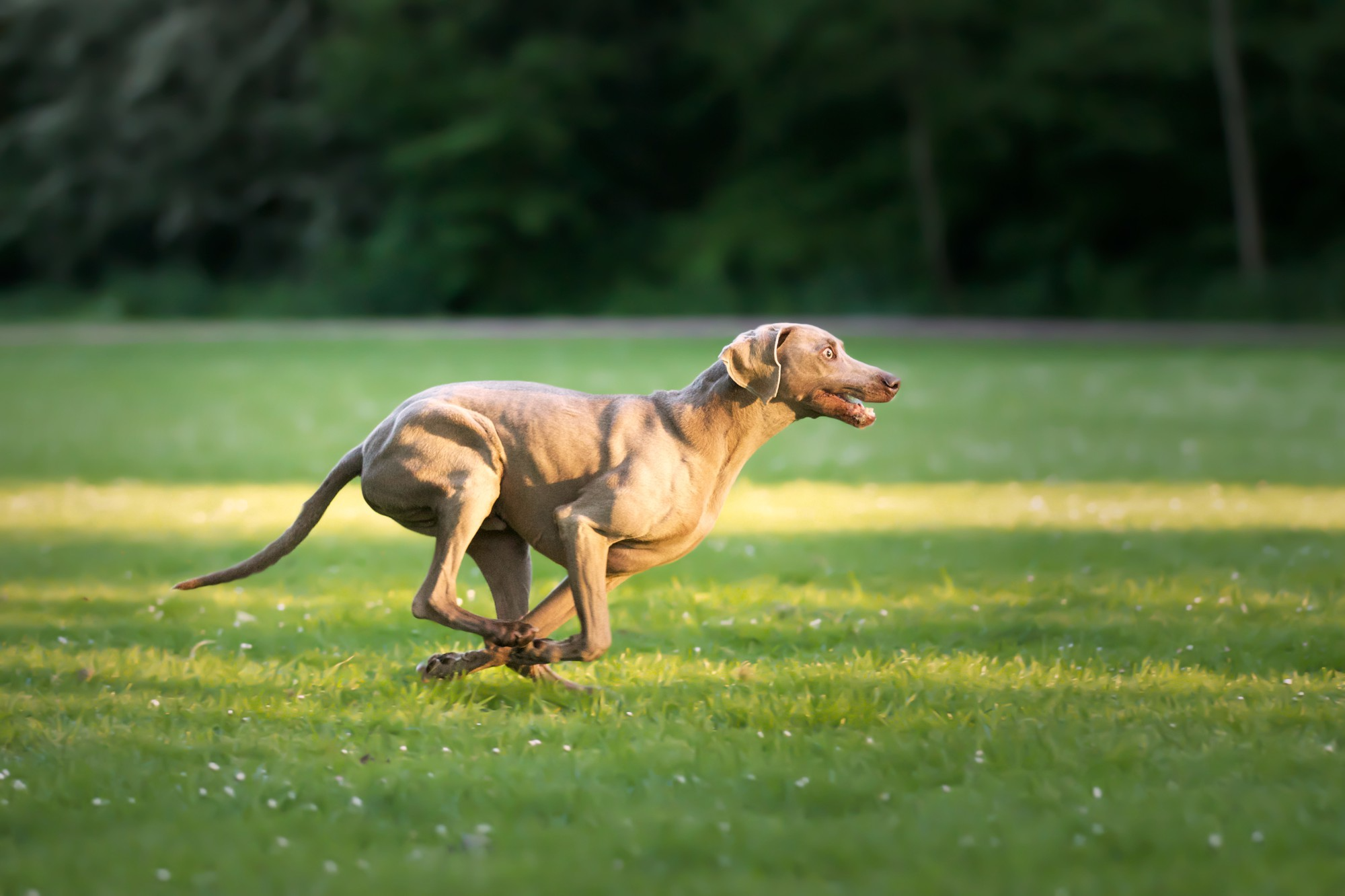 Does Your Dog's Breed Make It an Escape Artist? image 3