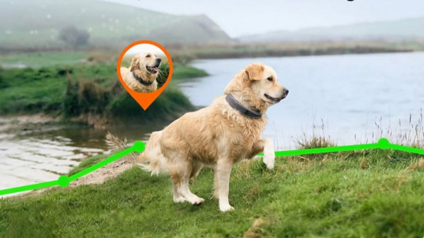 Does Your Dog's Breed Make It an Escape Artist? image 4