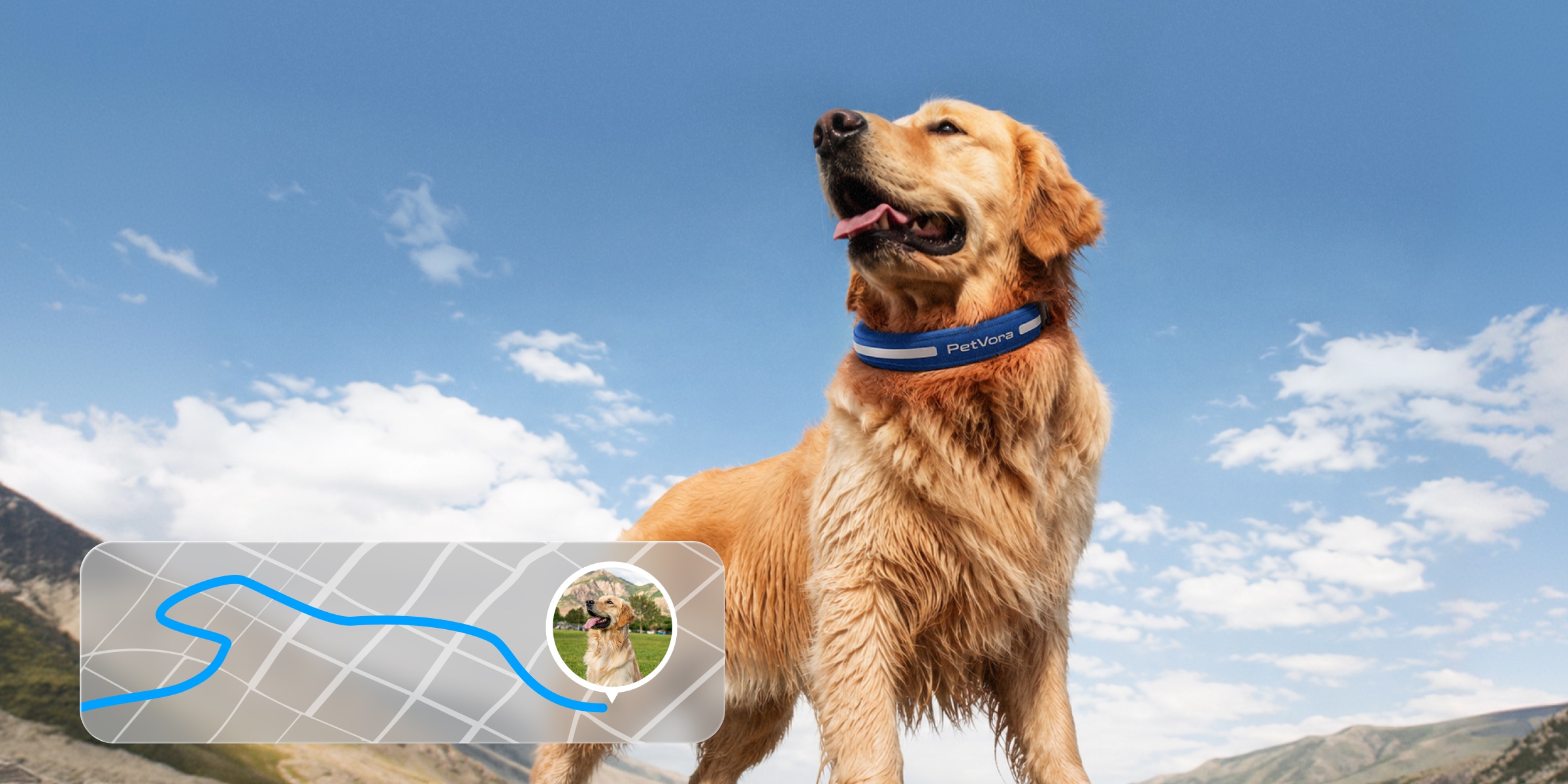 Does Your Dog's Breed Make It an Escape Artist? image 5