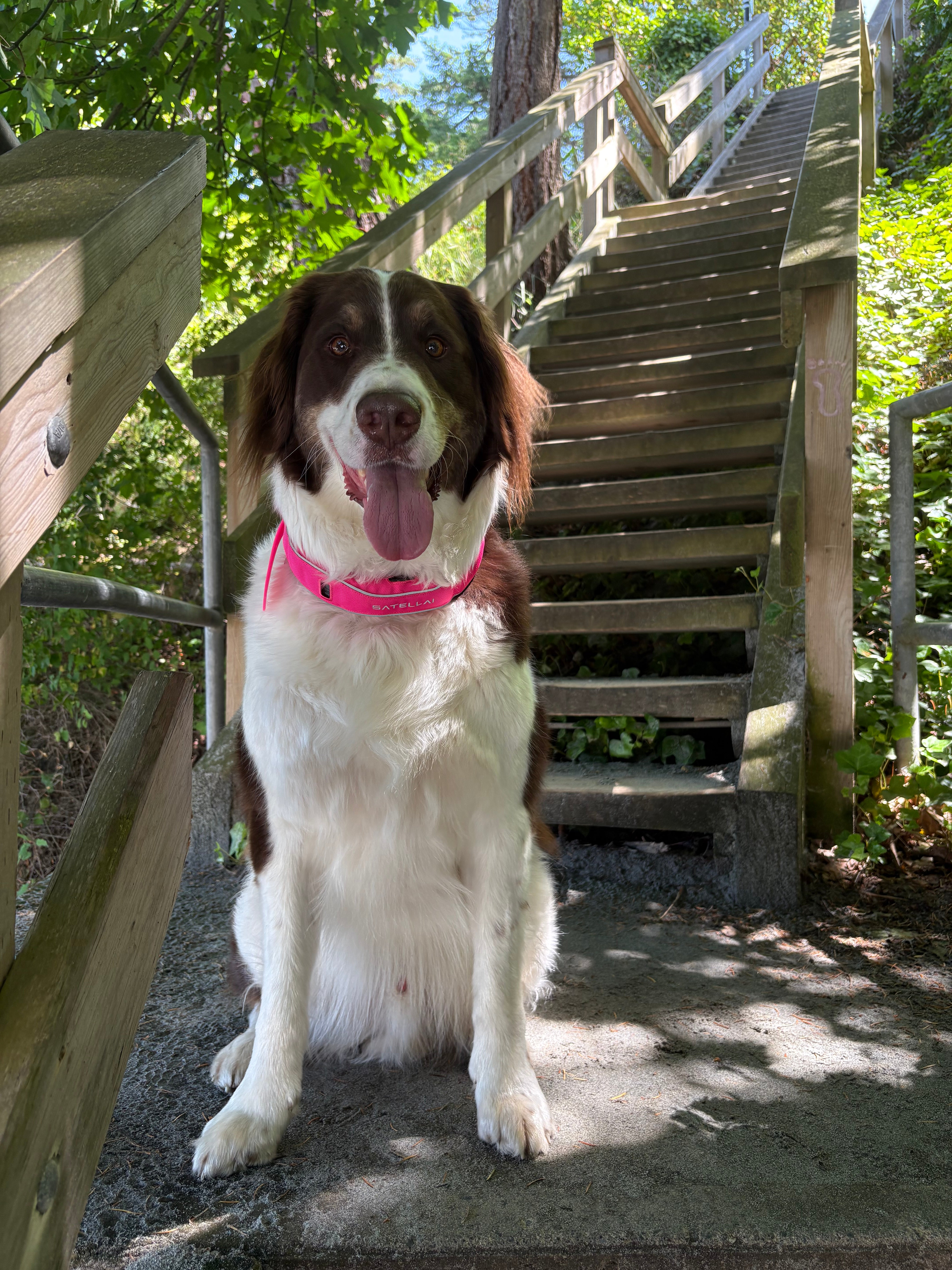 The Perfect Travel Companion for Dogs Who Love Adventure image 1