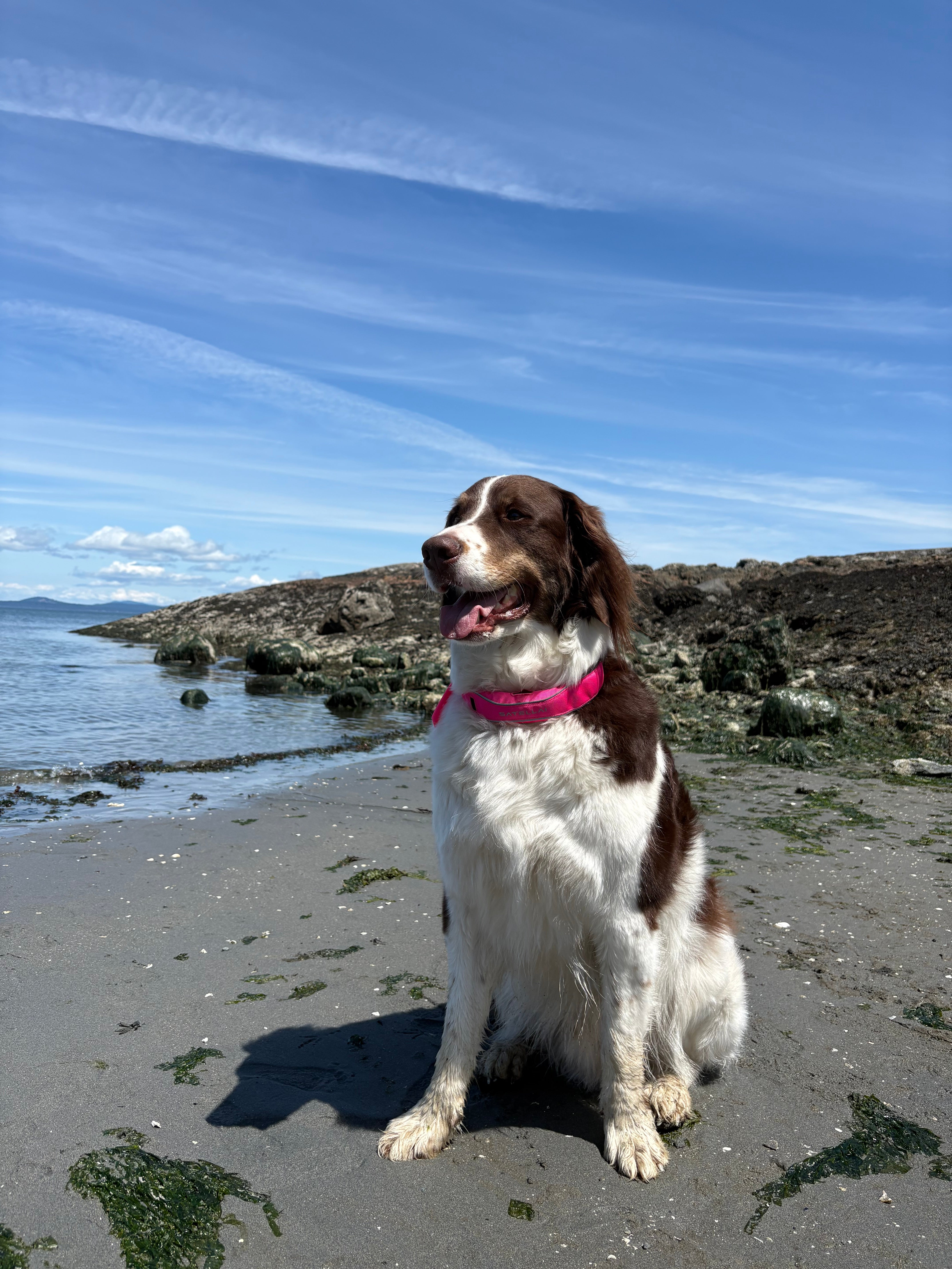 The Perfect Travel Companion for Dogs Who Love Adventure image 2