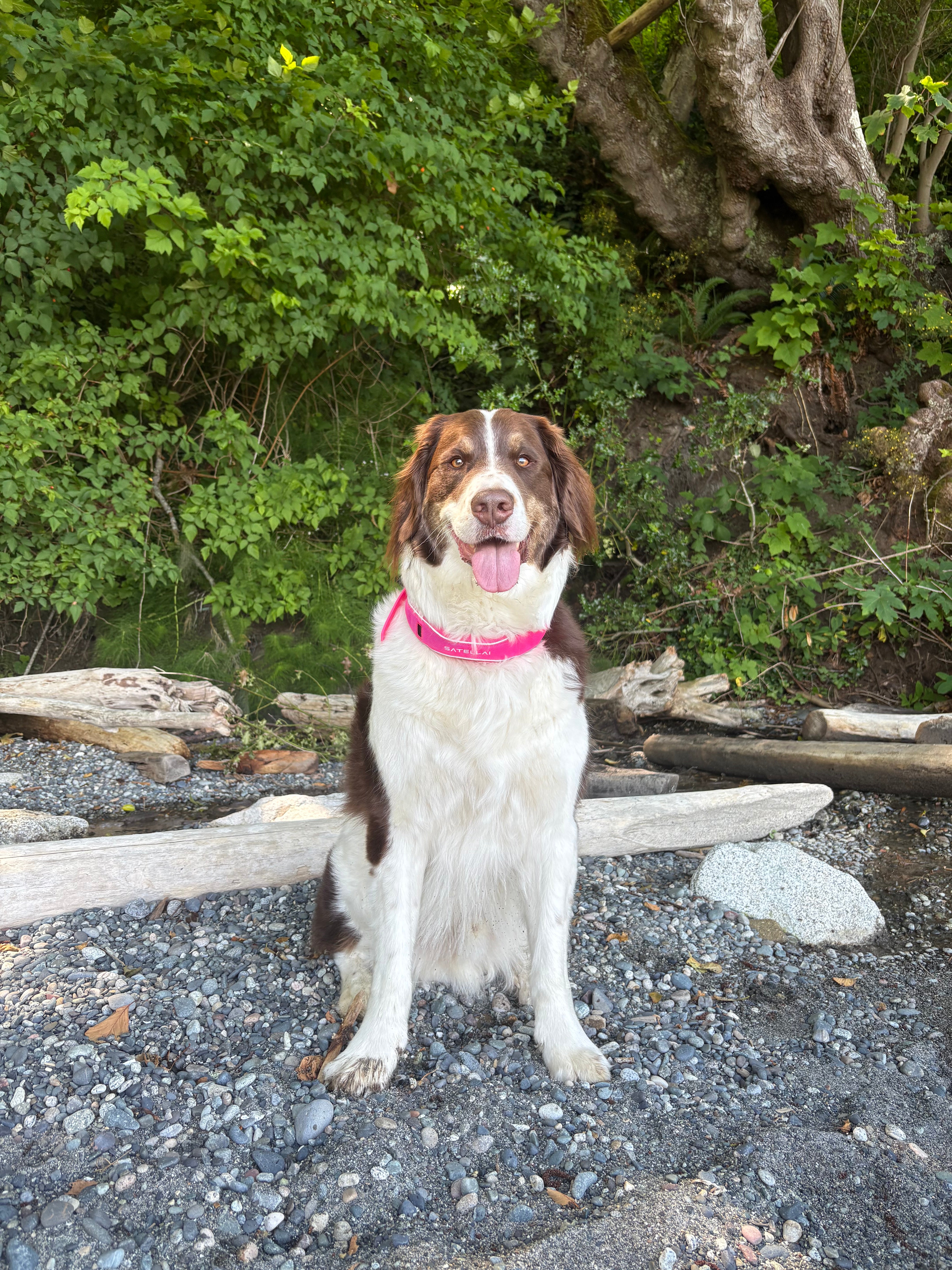 The Perfect Travel Companion for Dogs Who Love Adventure image 3