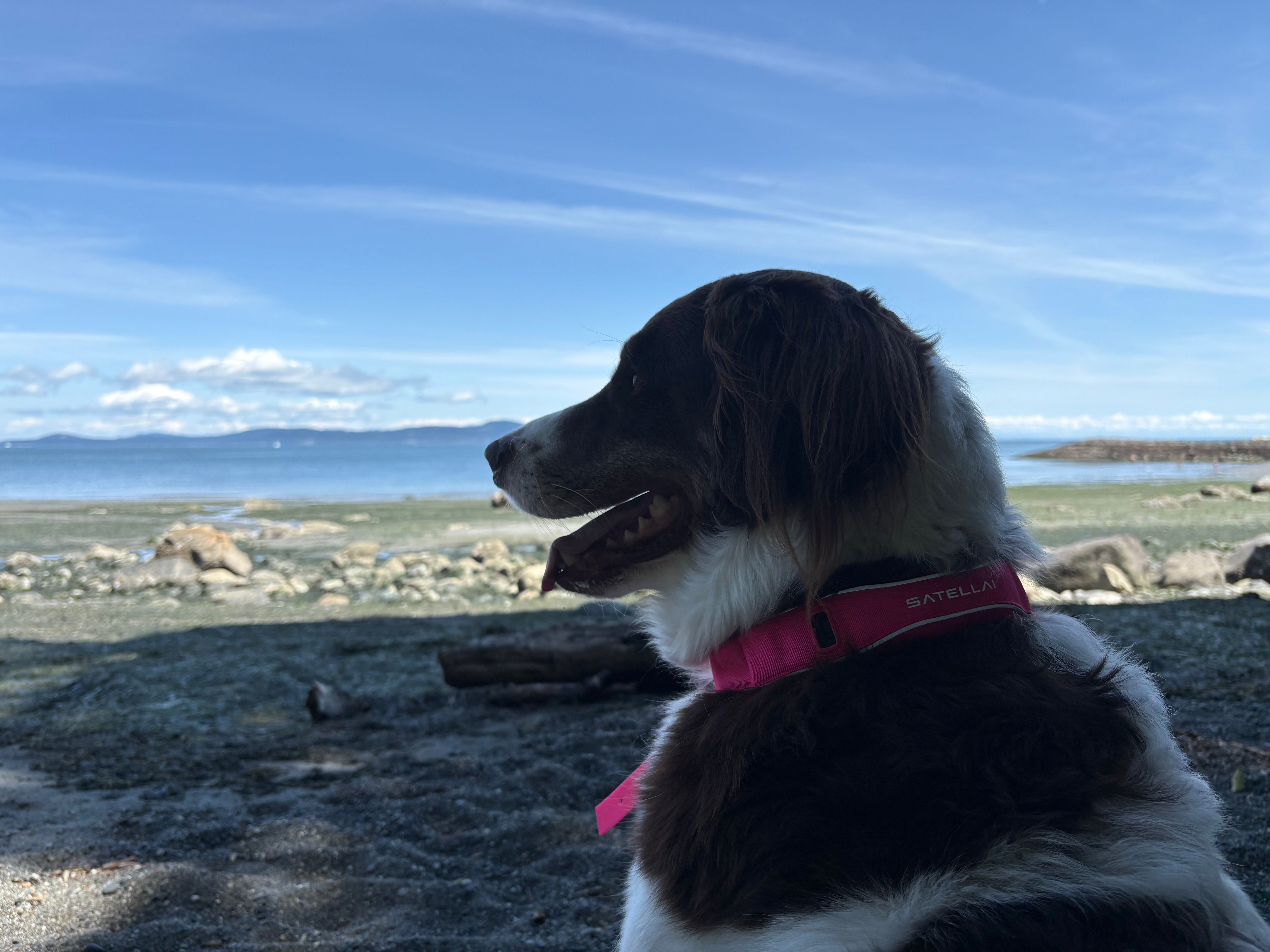 The Perfect Travel Companion for Dogs Who Love Adventure image 4