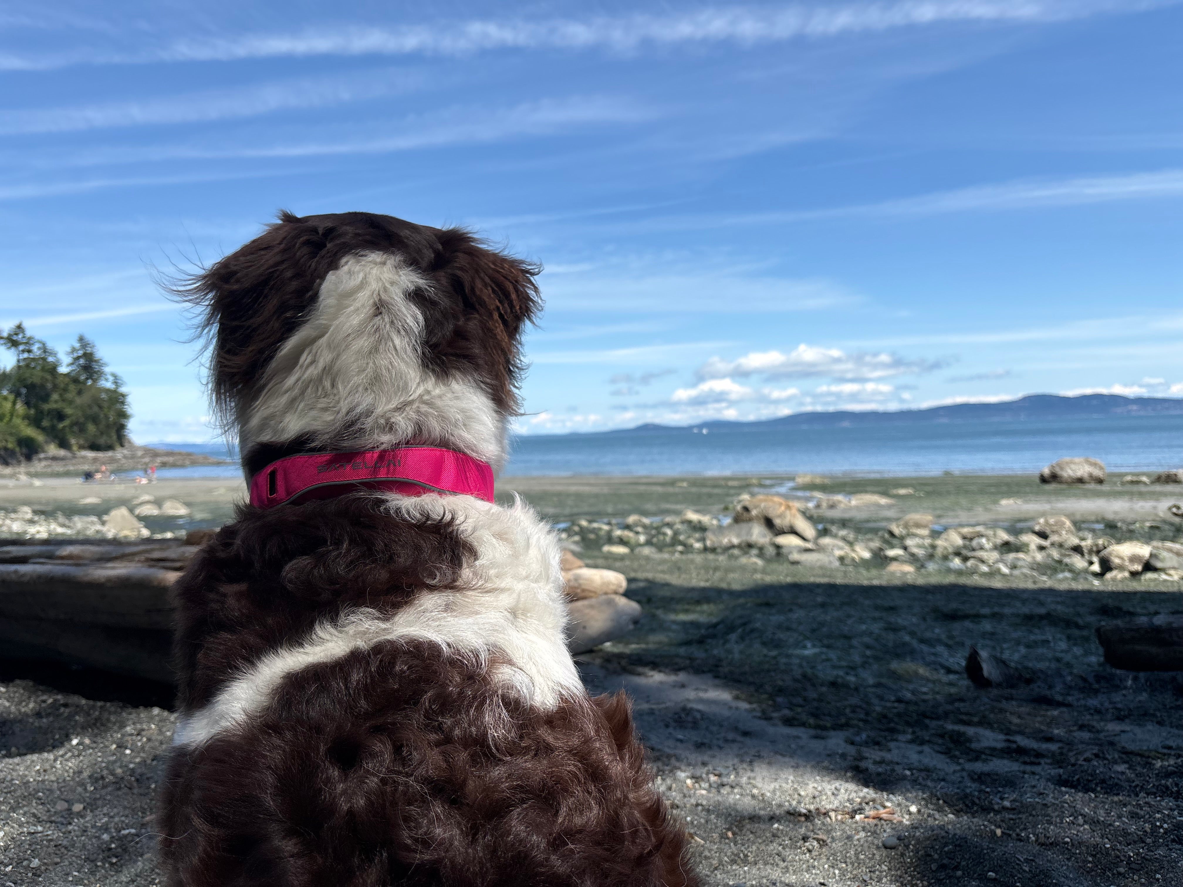 The Perfect Travel Companion for Dogs Who Love Adventure image 5