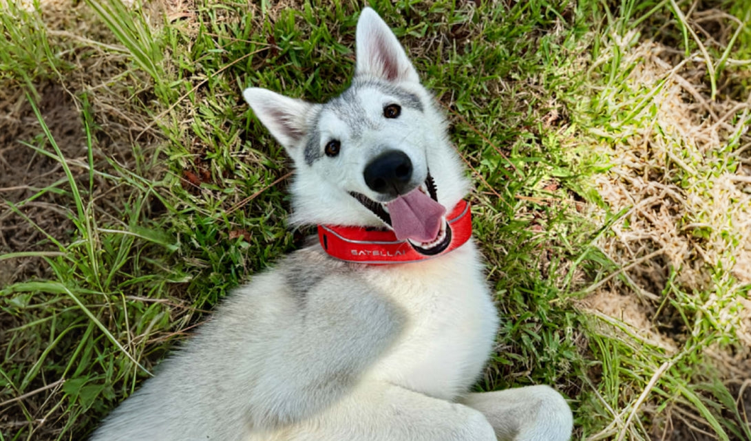 Keeping My Dog Safe on 10 Acres Without Constant Worry
