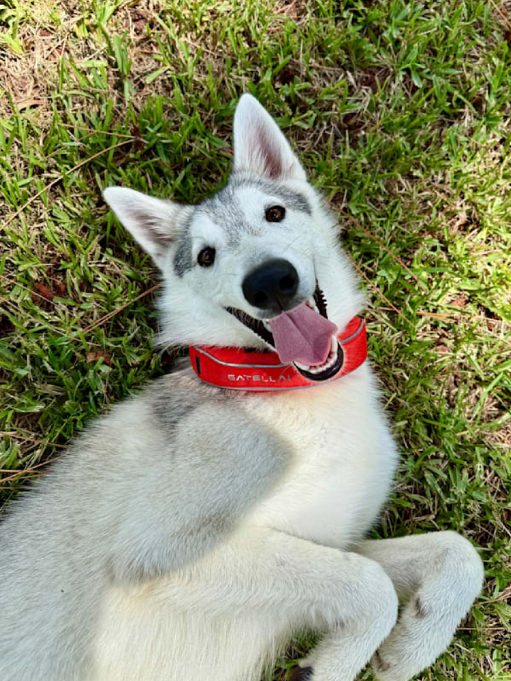 Keeping My Dog Safe on 10 Acres Without Constant Worry image 1