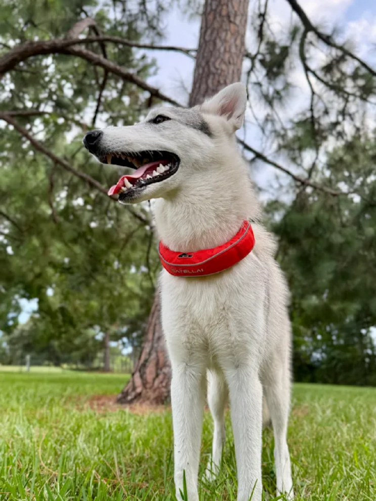 Keeping My Dog Safe on 10 Acres Without Constant Worry image 3