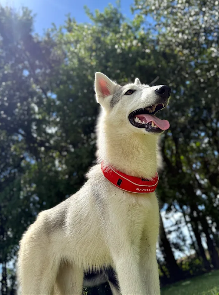 Keeping My Dog Safe on 10 Acres Without Constant Worry image 4