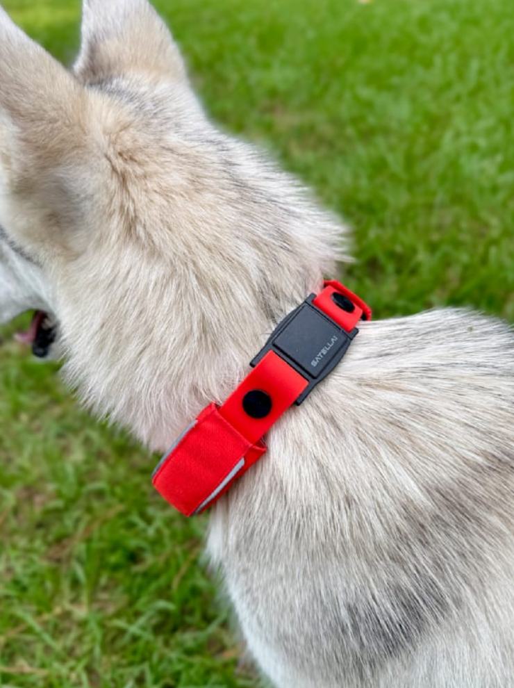 Keeping My Dog Safe on 10 Acres Without Constant Worry image 5