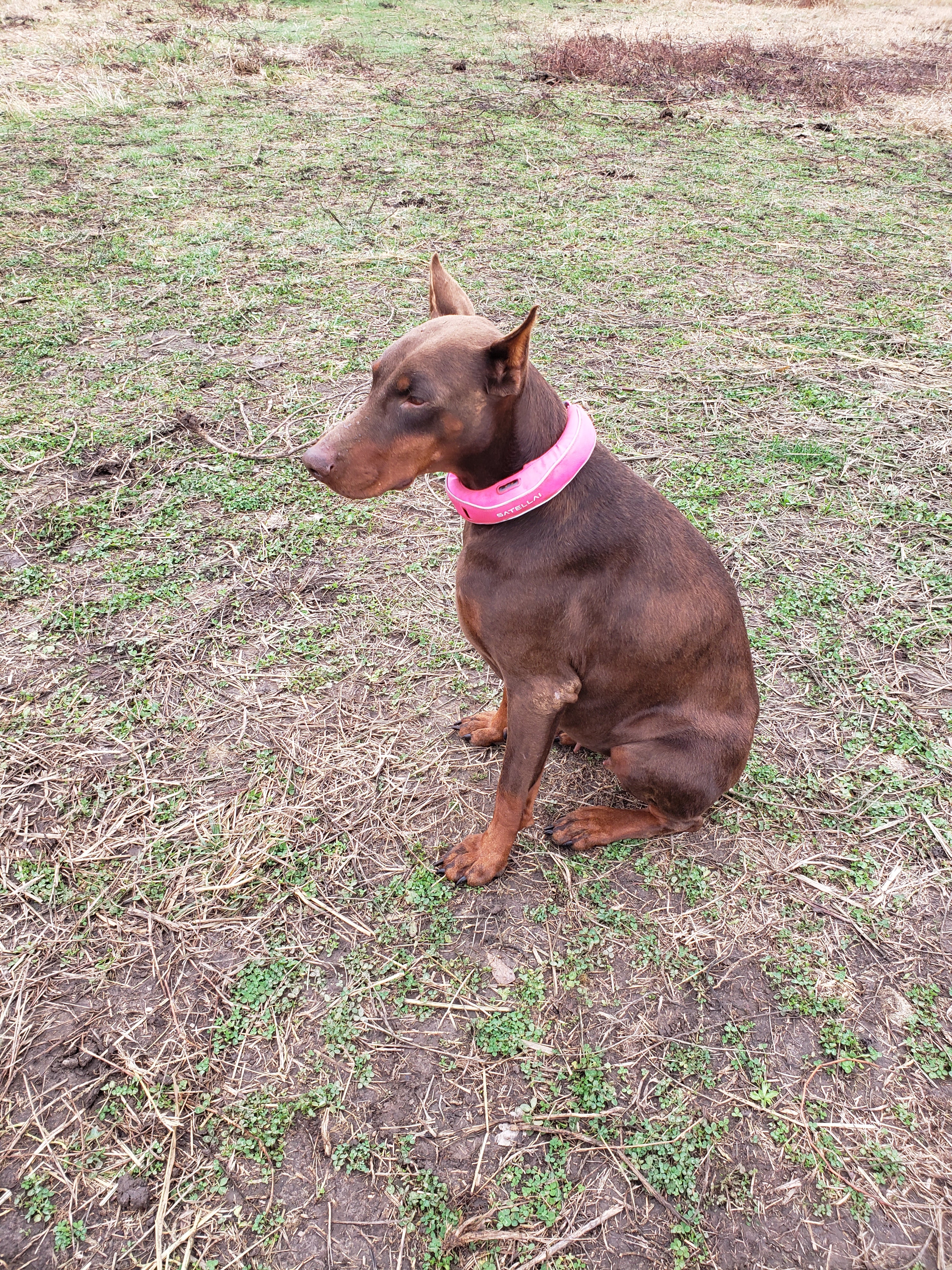 How I Keep My Dog Safe and Free on a Large Farm During Hunting Season image 1