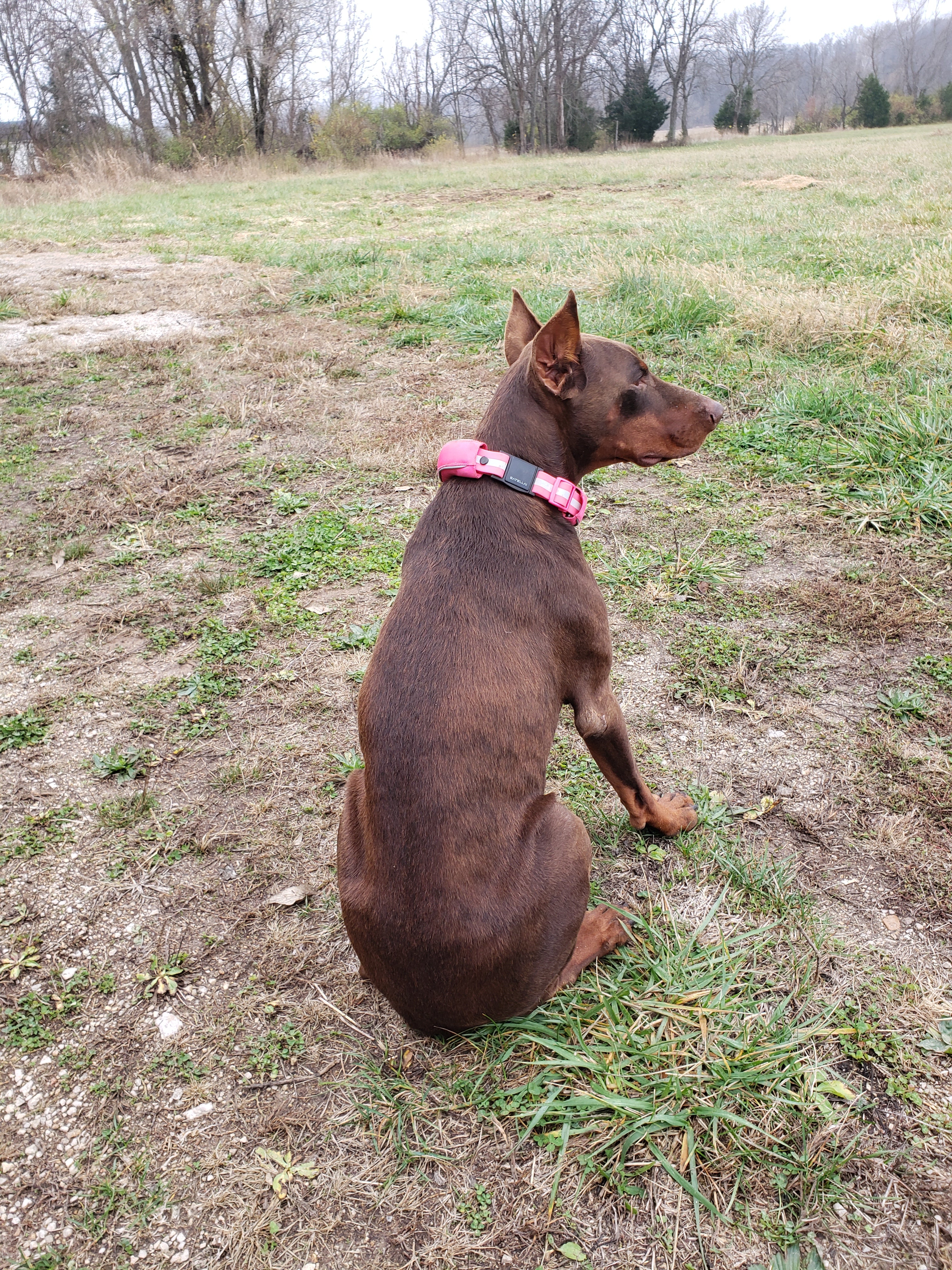 How I Keep My Dog Safe and Free on a Large Farm During Hunting Season image 2