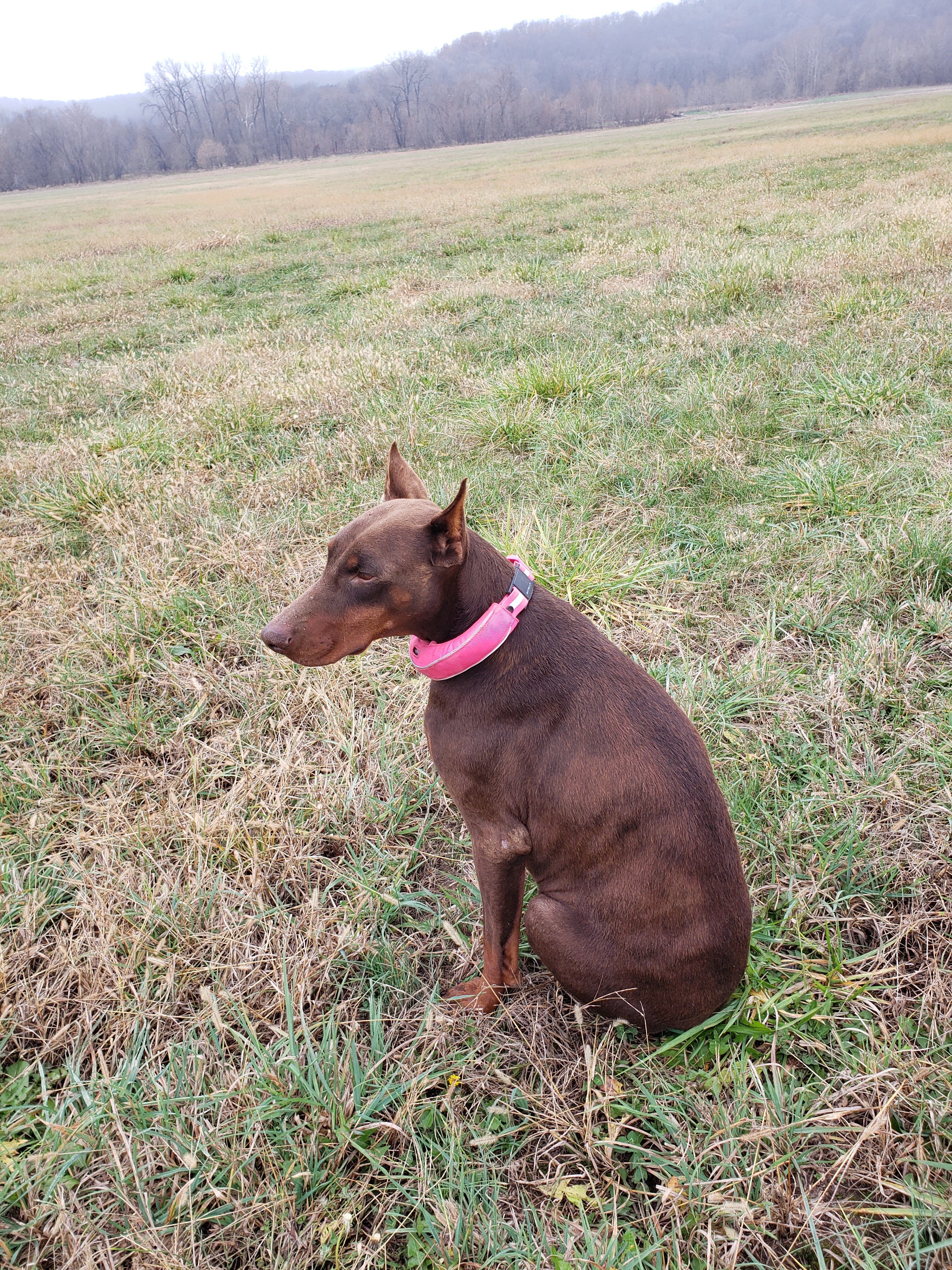 How I Keep My Dog Safe and Free on a Large Farm During Hunting Season image 3