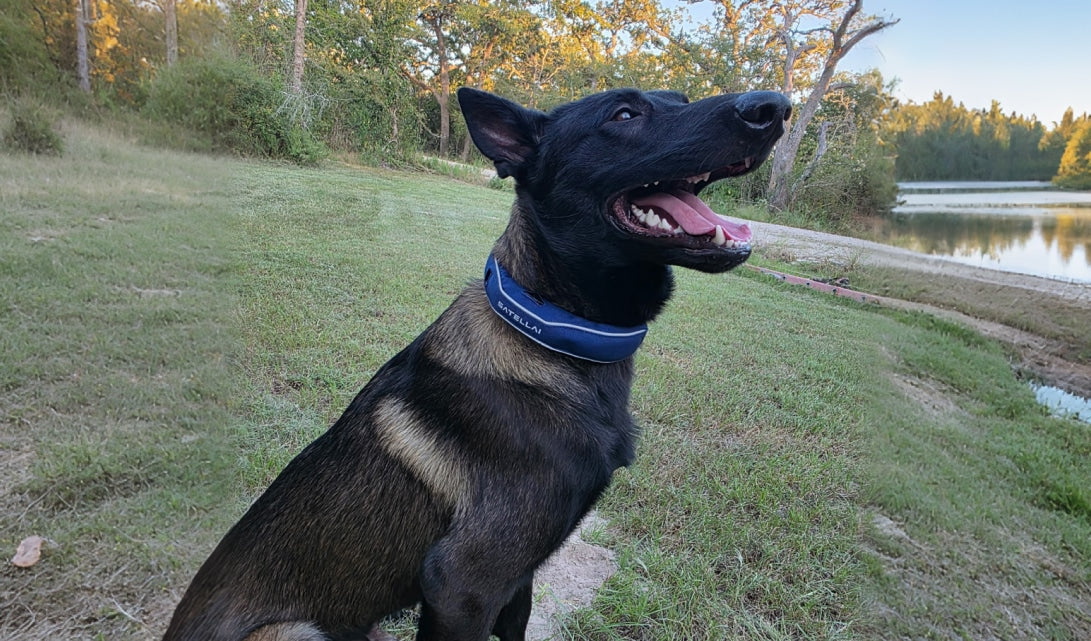 Safe at Home, Free to Roam: The Perfect Balance for Our Dog