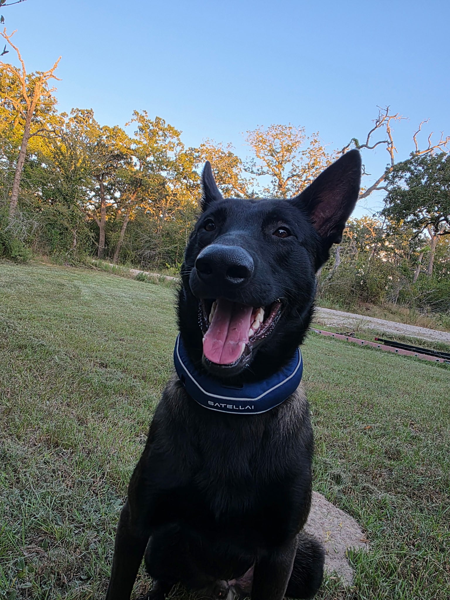 Safe at Home, Free to Roam: The Perfect Balance for Our Dog image 1