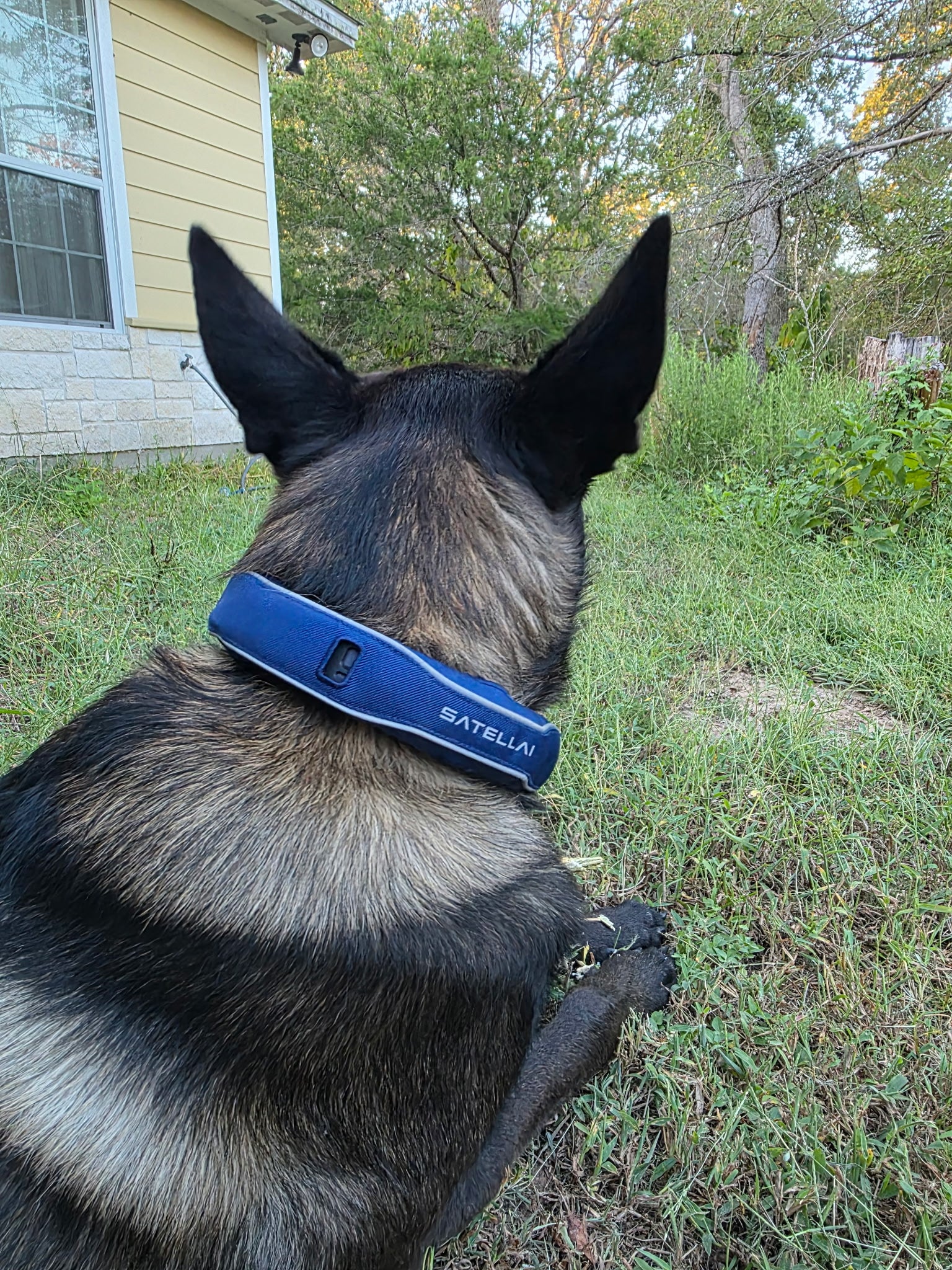 Safe at Home, Free to Roam: The Perfect Balance for Our Dog image 2