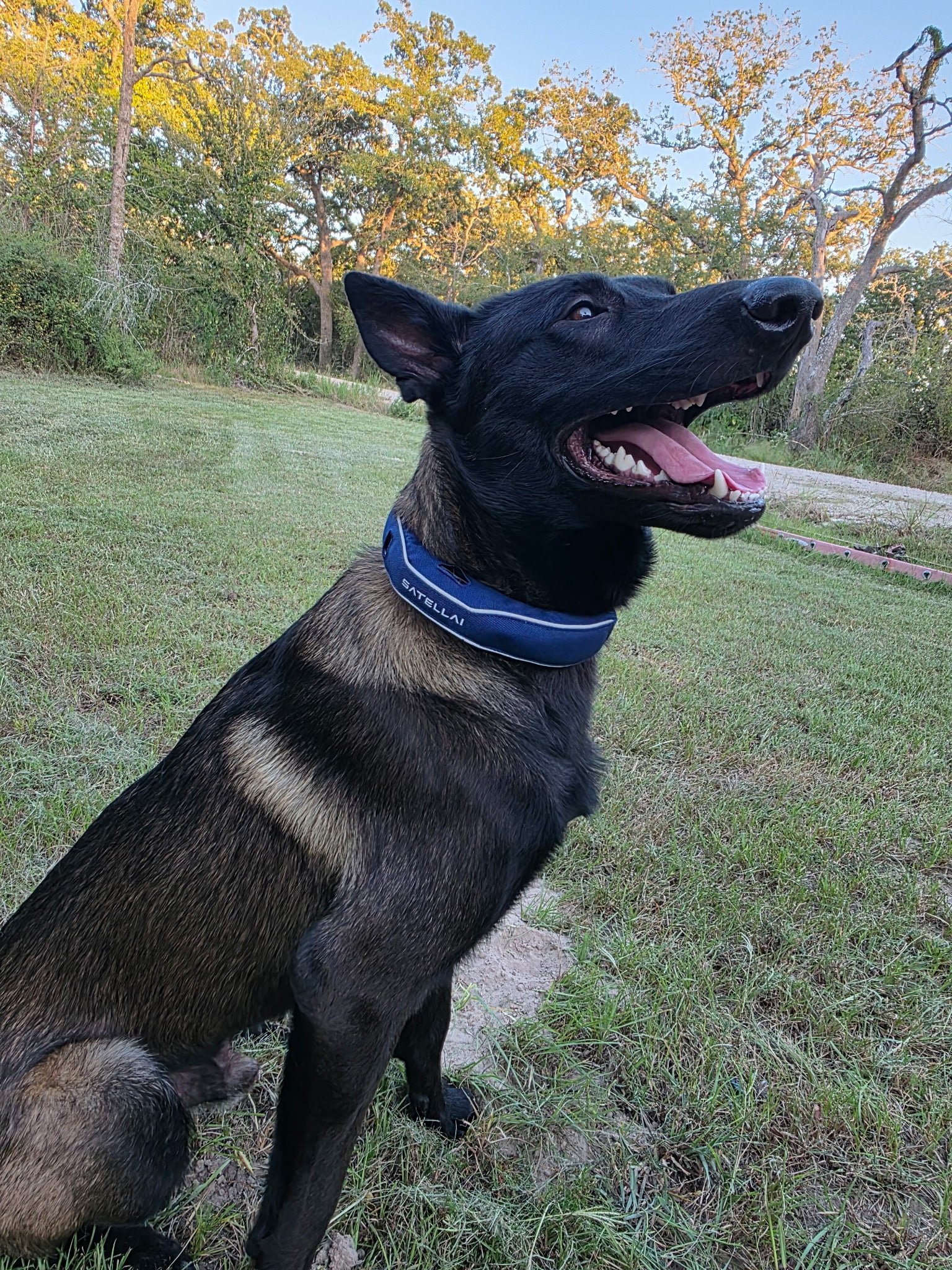 Safe at Home, Free to Roam: The Perfect Balance for Our Dog image 3