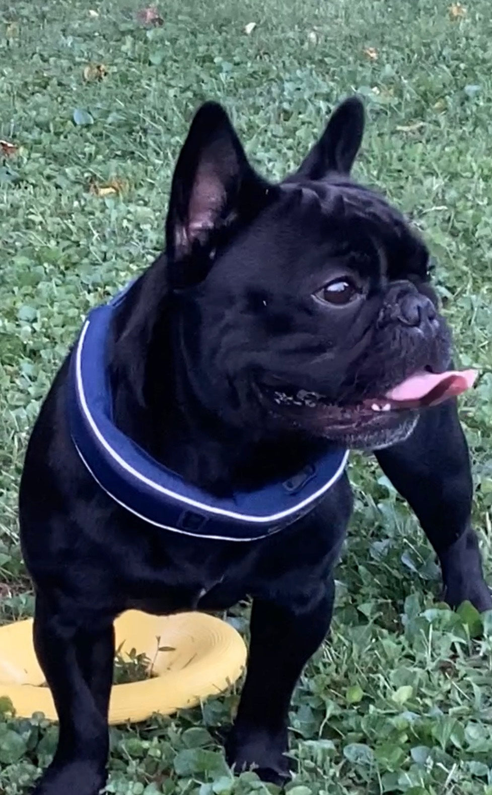 From Leash to Freedom: How Our Dog Now Roams Safely Without a Fence image 1
