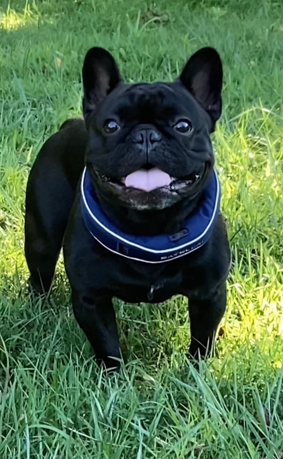 From Leash to Freedom: How Our Dog Now Roams Safely Without a Fence image 2