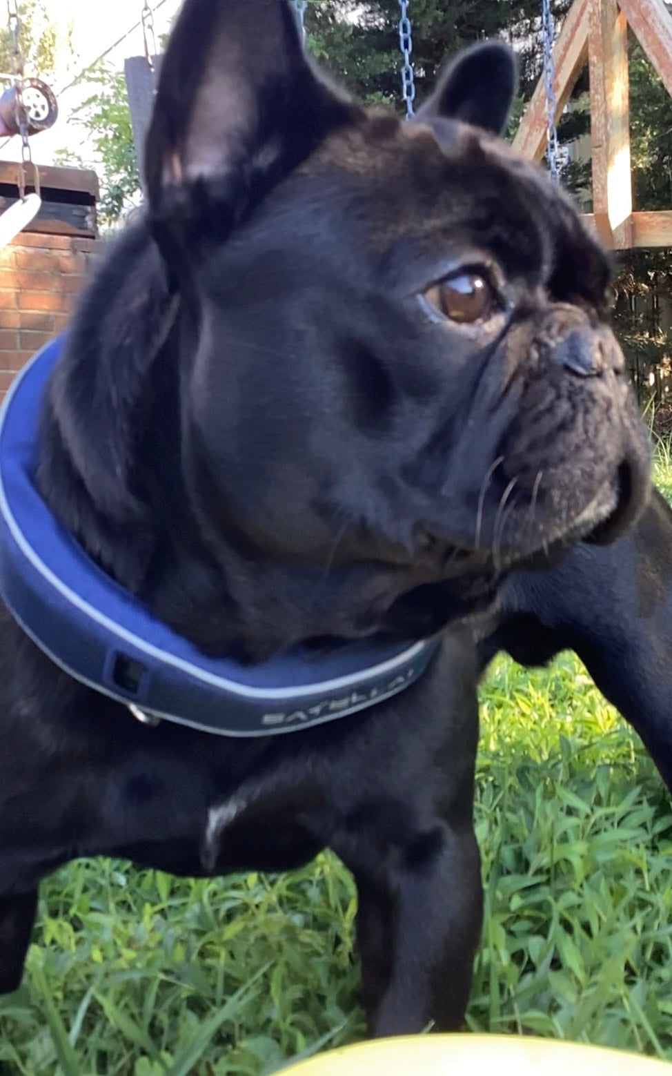 From Leash to Freedom: How Our Dog Now Roams Safely Without a Fence image 3