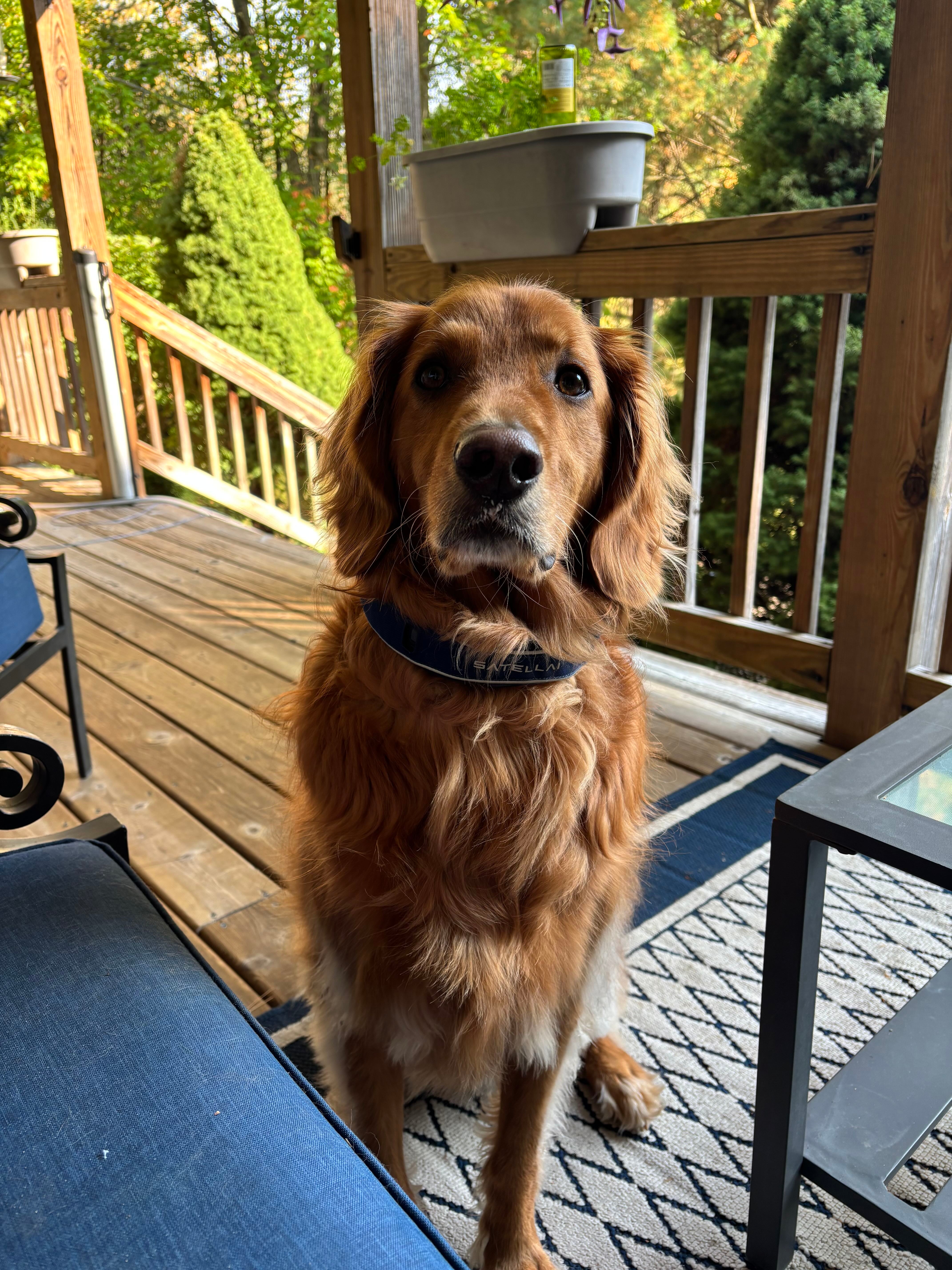 How We Stopped Our Dog from Wandering and Keep Him Safe at Home and Away image 1