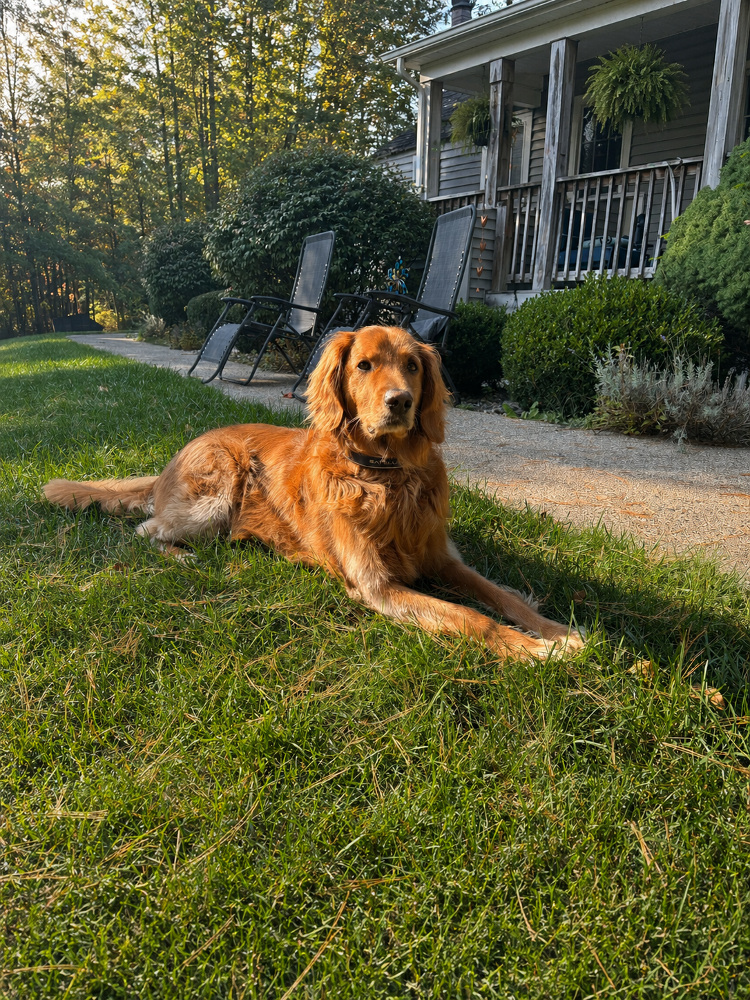How We Stopped Our Dog from Wandering and Keep Him Safe at Home and Away image 2