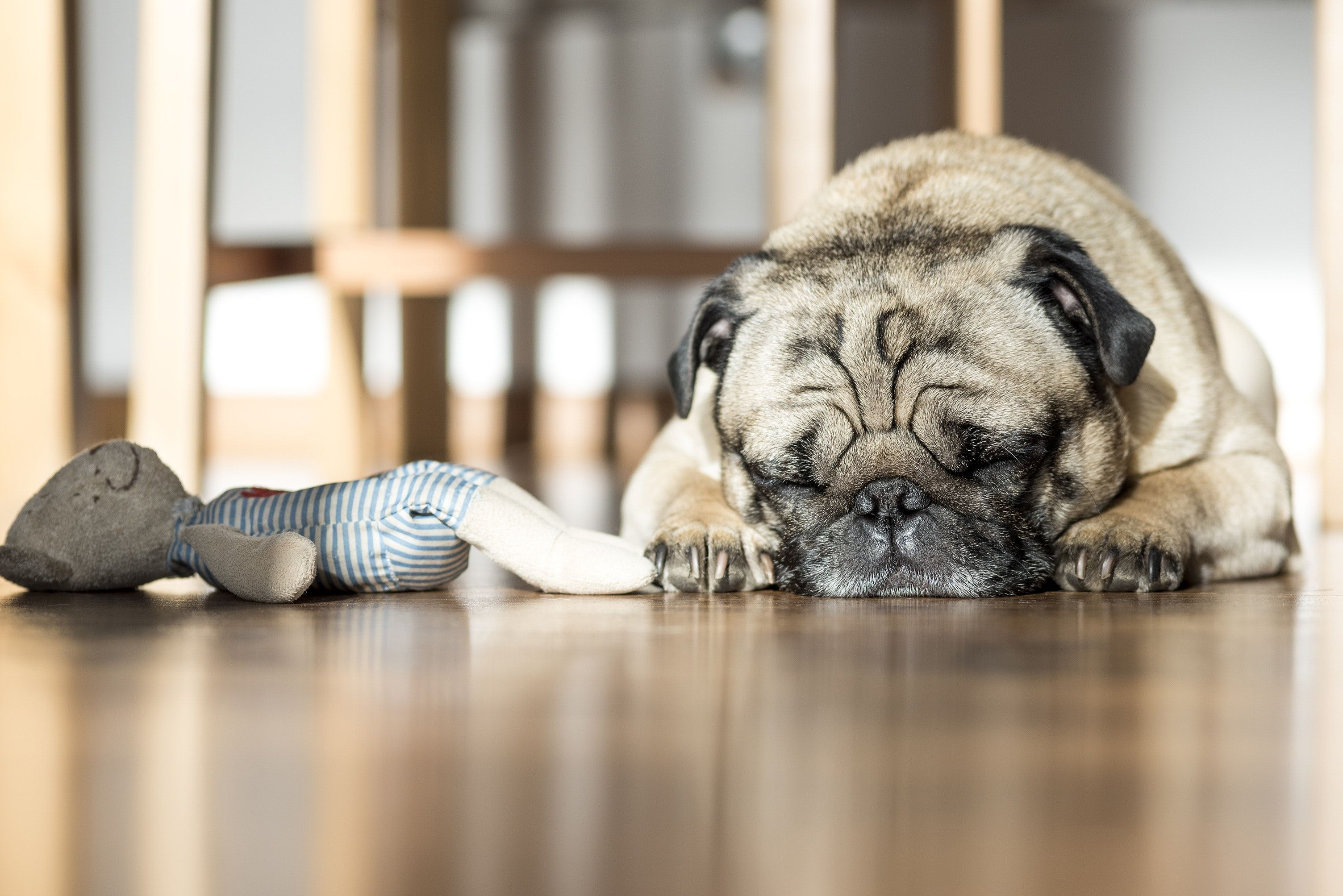 The Doggy Blues: Understanding and Helping Your Dog Through Depression image 1