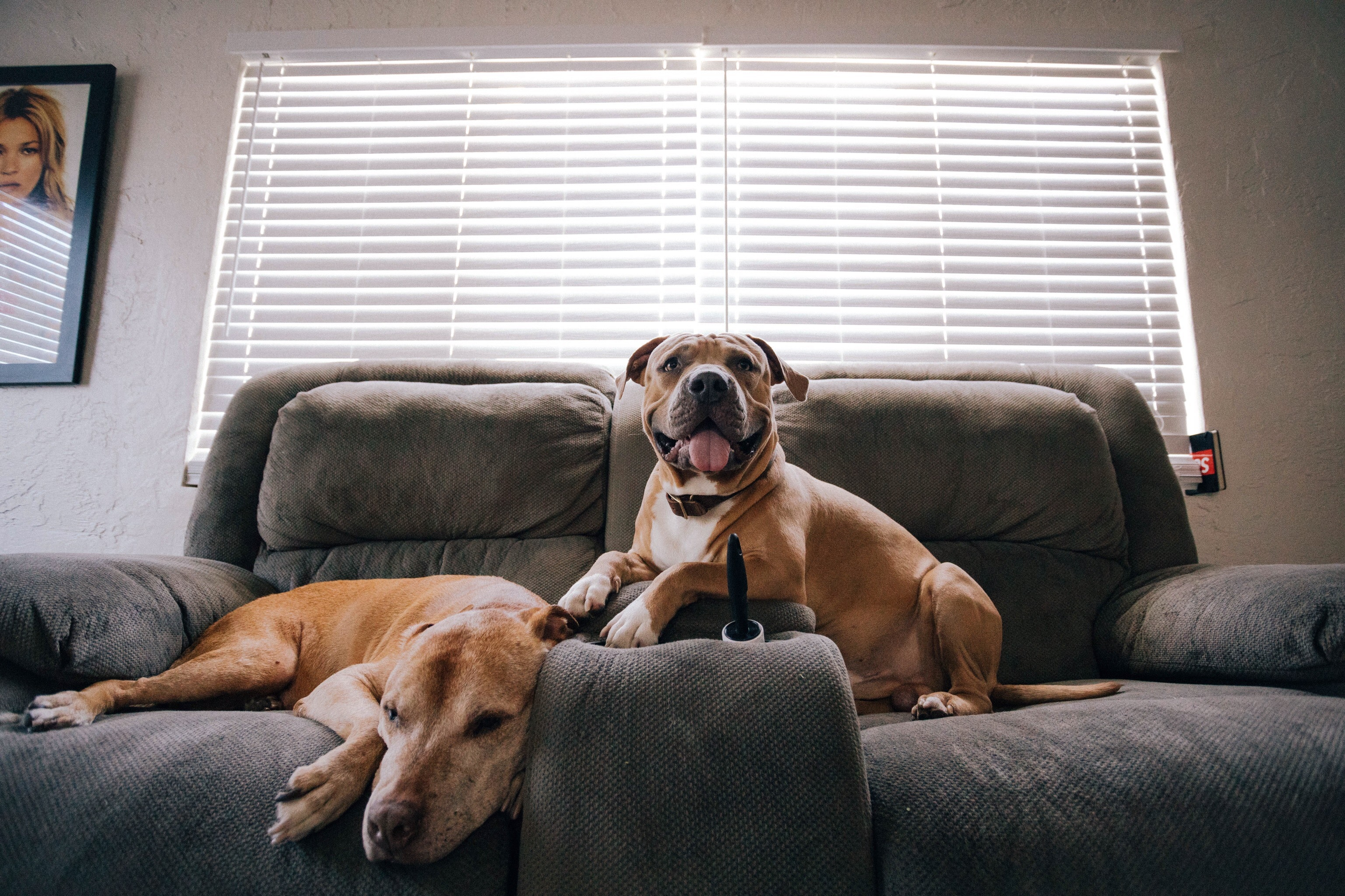 The Doggy Blues: Understanding and Helping Your Dog Through Depression image 2