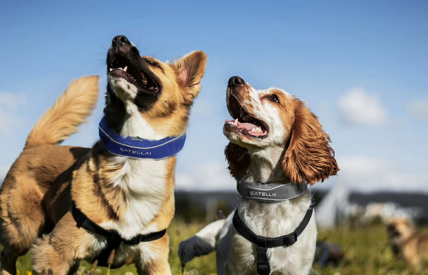 The Doggy Blues: Understanding and Helping Your Dog Through Depression image 4