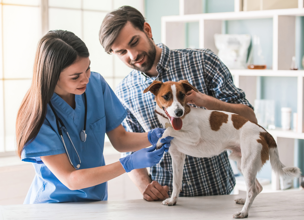 The Doggy Blues: Understanding and Helping Your Dog Through Depression image 5