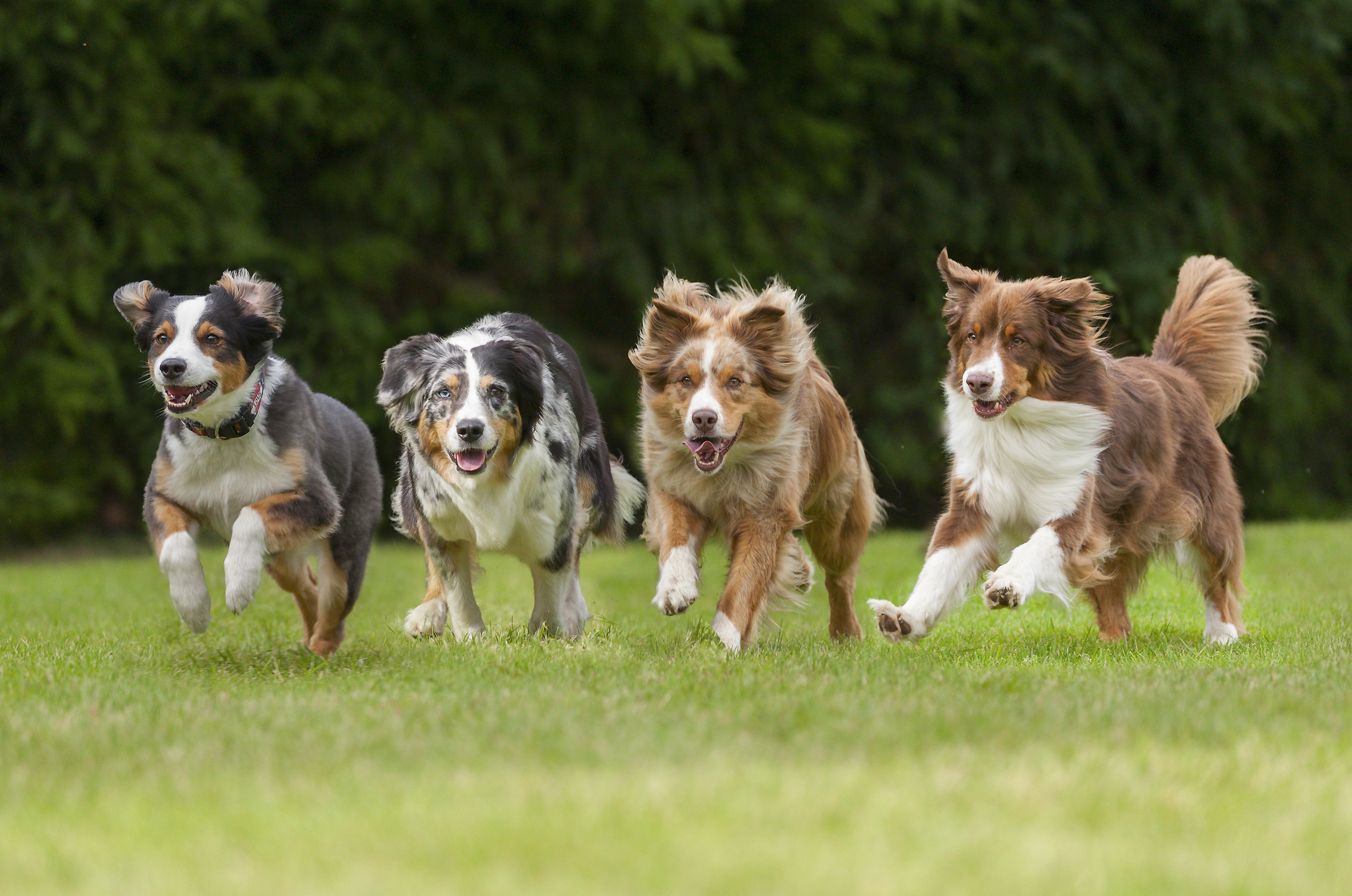 Daily Exercise Recommendations Based on Your Dog's Breed and Age