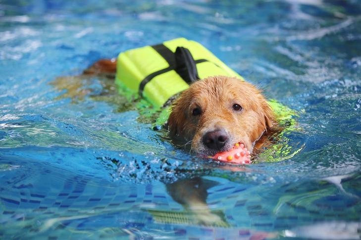 Daily Exercise Recommendations Based on Your Dog's Breed and Age image 2