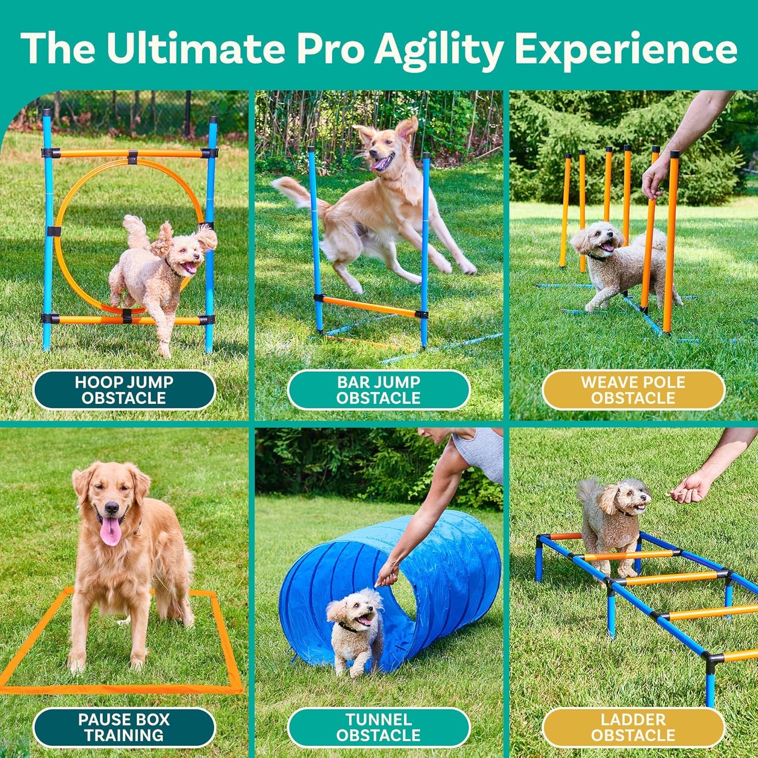 Daily Exercise Recommendations Based on Your Dog's Breed and Age image 3