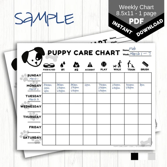 Daily Exercise Recommendations Based on Your Dog's Breed and Age image 4