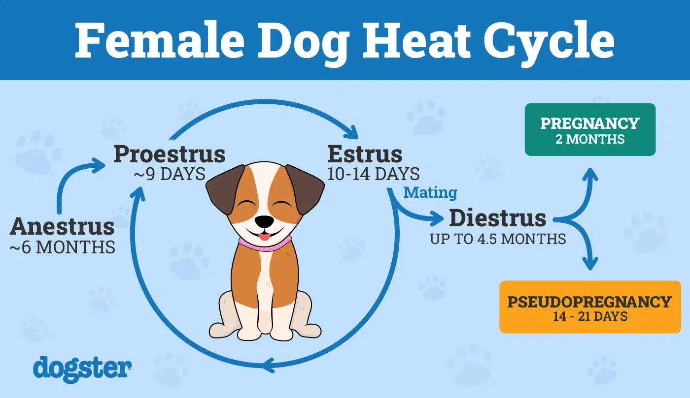 How to Keep Your Dog Safe When She Goes into Heat image 1