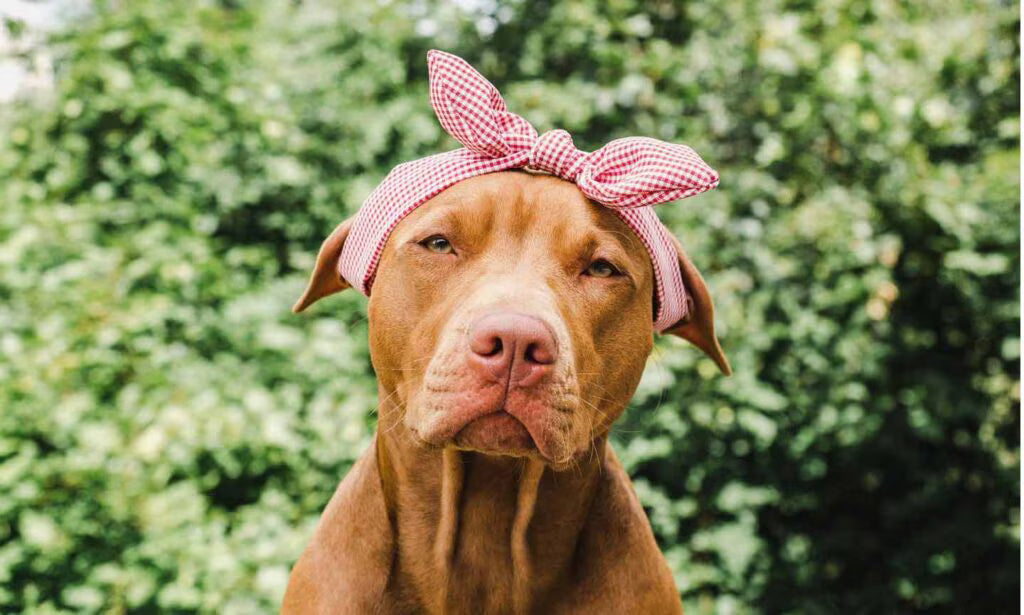 How to Keep Your Dog Safe When She Goes into Heat image 4