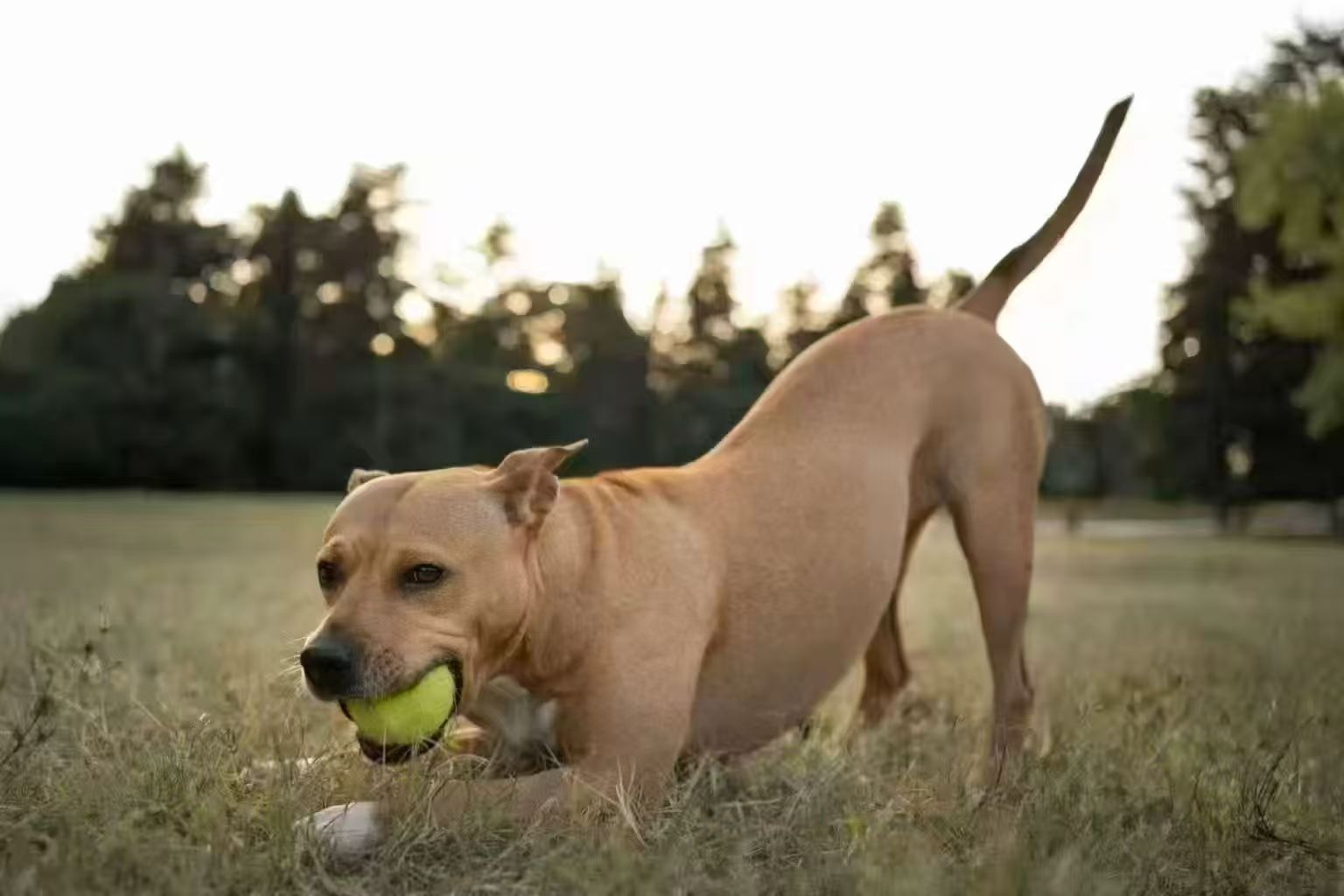 How Can I Make My Dog Live Longer? image 2