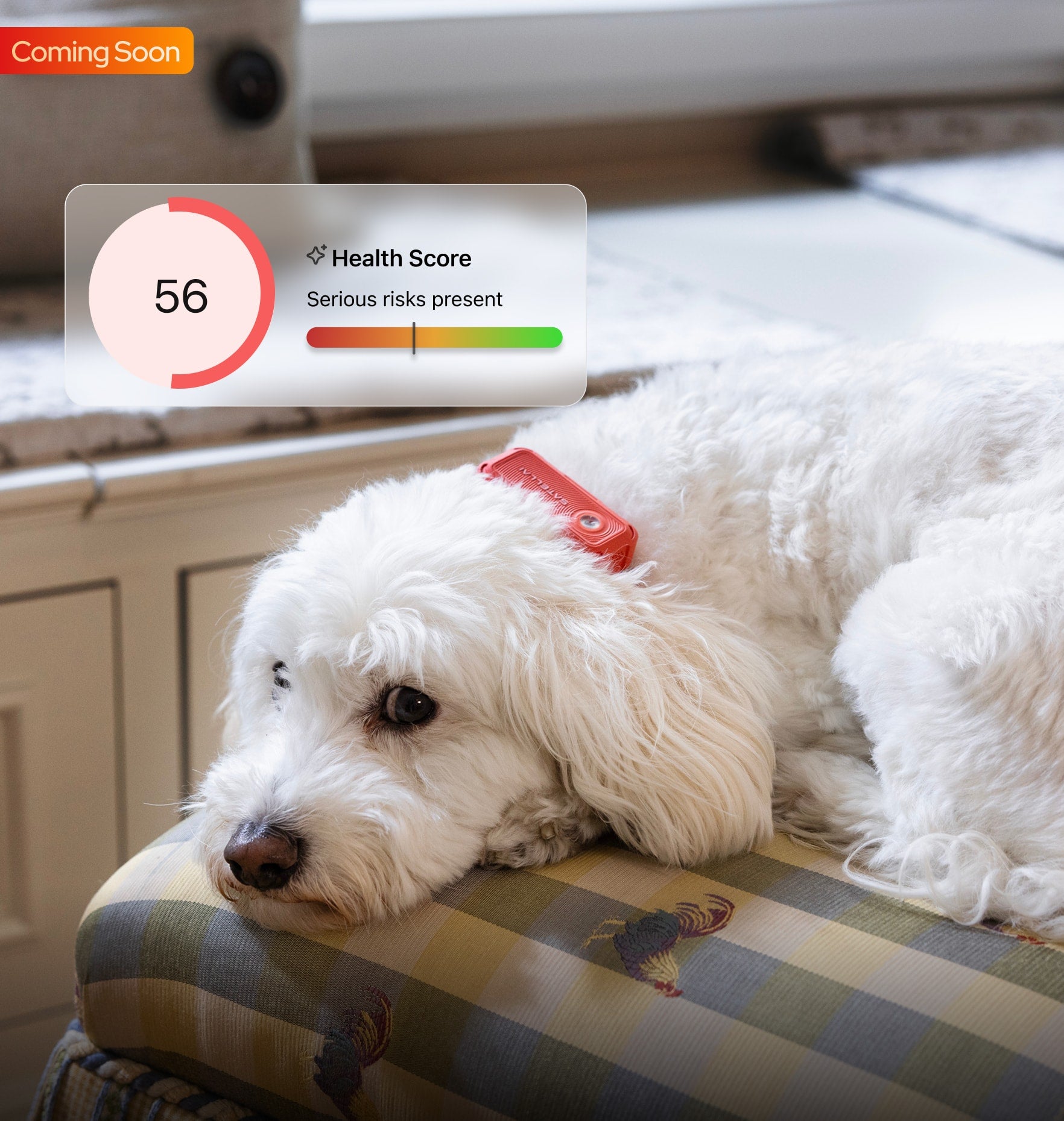 dog wearing smart collar with health monitoring app
