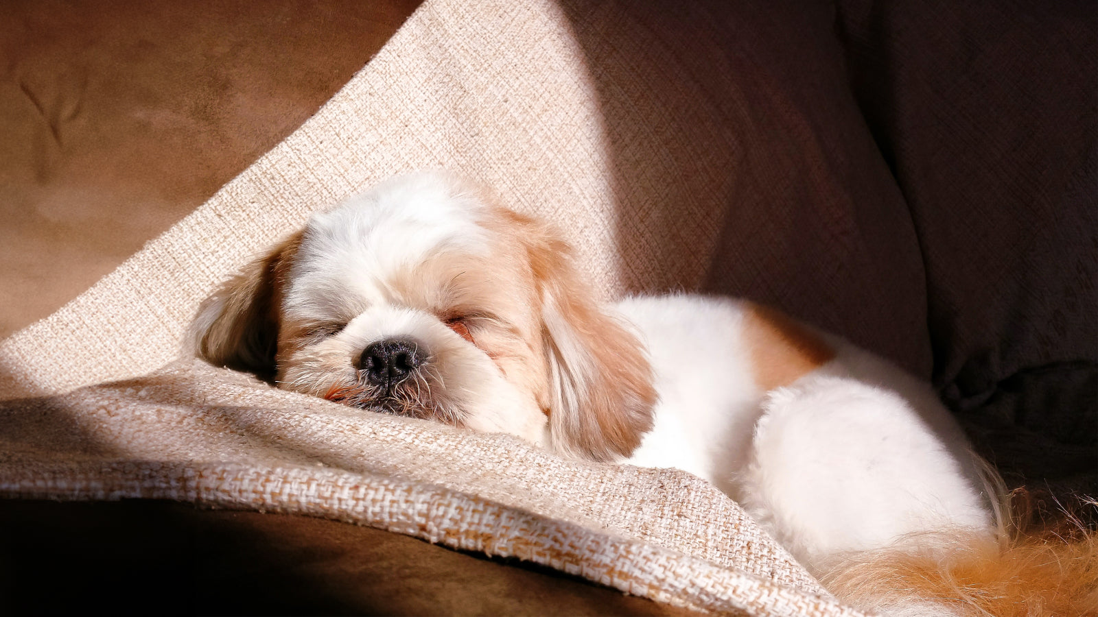 Is Your Dog Sleeping Too Much? Decoding What's Normal and When to Worry image 1