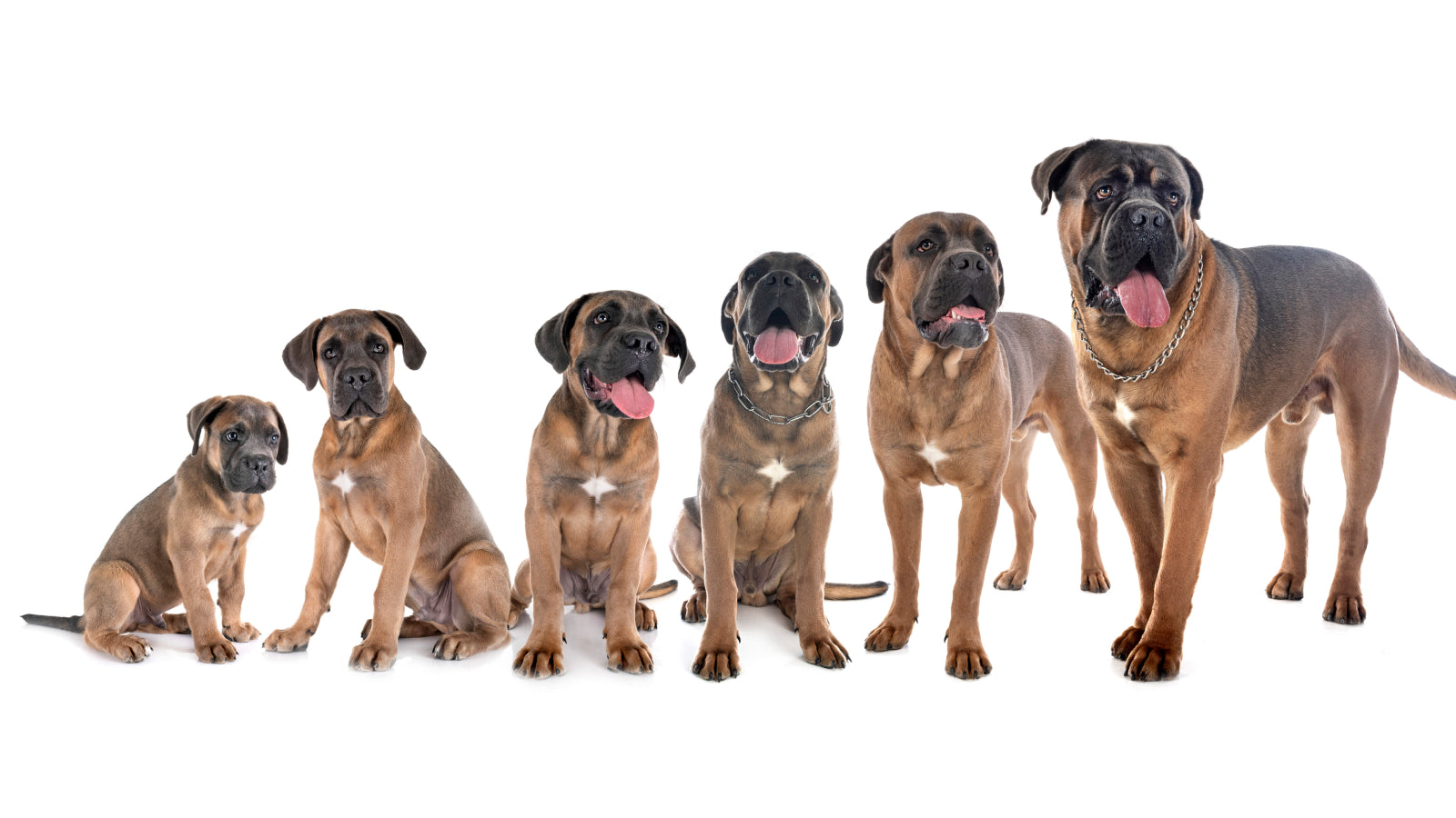 Is Your Dog Sleeping Too Much? Decoding What's Normal and When to Worry image 2
