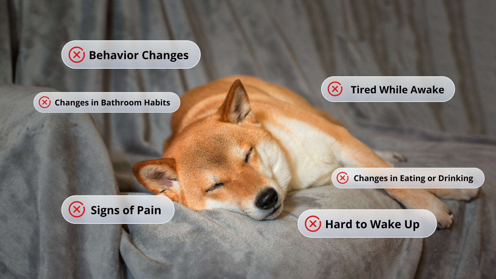 Is Your Dog Sleeping Too Much? Decoding What's Normal and When to Worry image 3