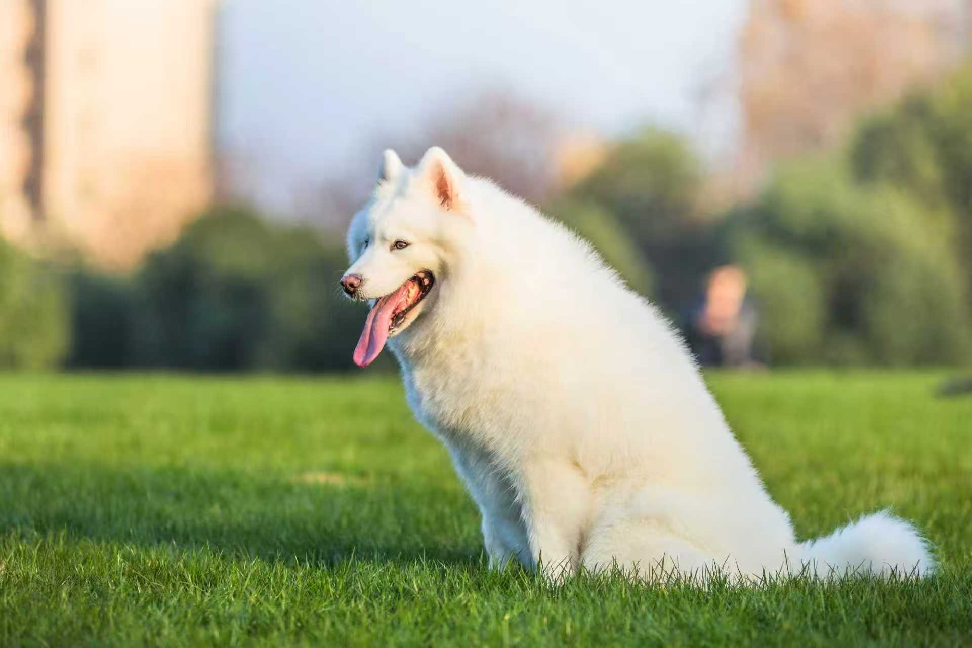 A Modern Guide to Your Dog's Safety and Wellness image 1