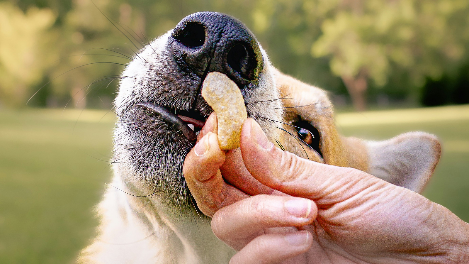 Welcome Home, Puppy: Your Guide to a Happy and Safe Start image 3