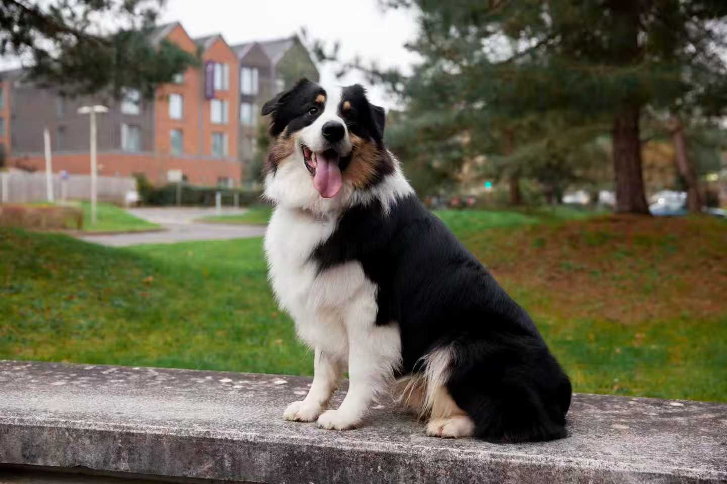Australian Shepherd sitting in park