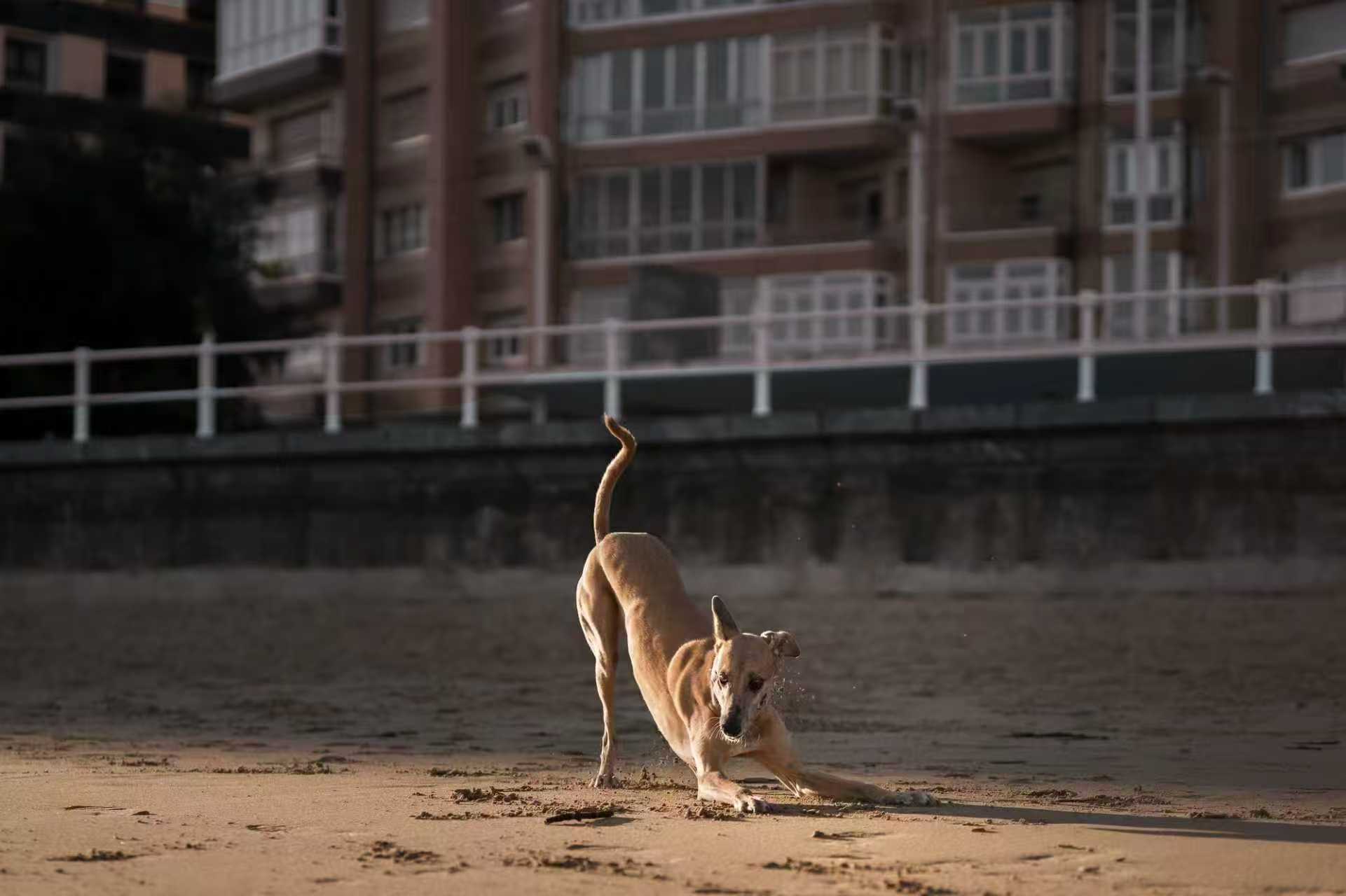 Dog playing on sandy beach
