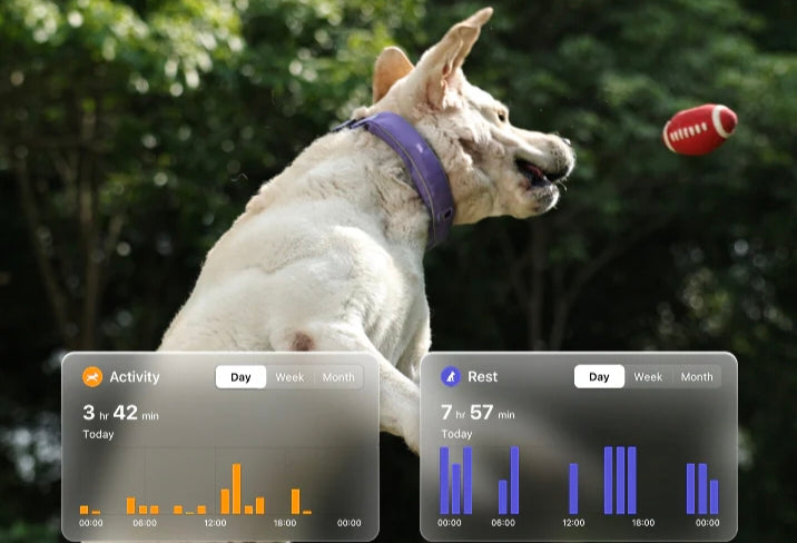 Dog activity and rest tracking dashboard