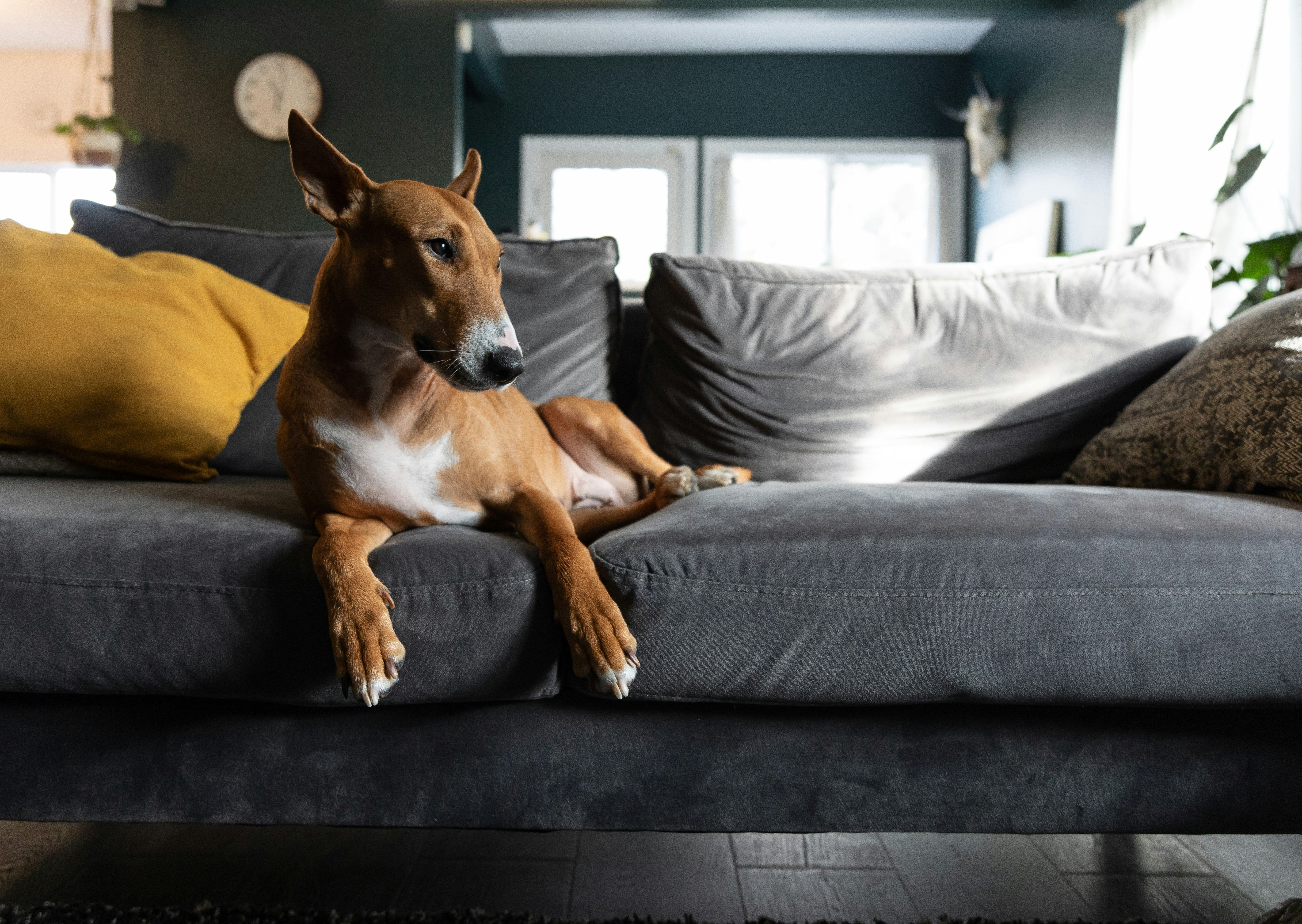 Is Your Dog Secretly Sick? How a Smart Collar Can Help Spot Early Warning Signs image 3