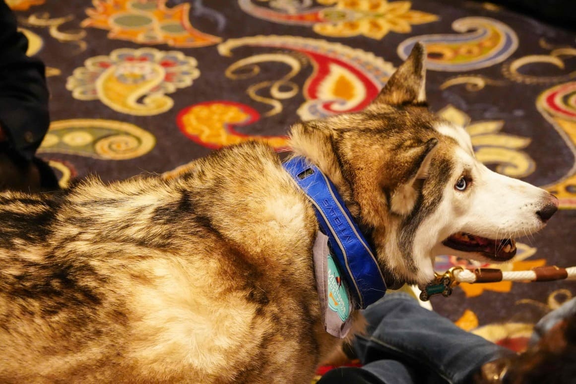 Husky dog wearing the blue PETVORA satellite tracker collar.