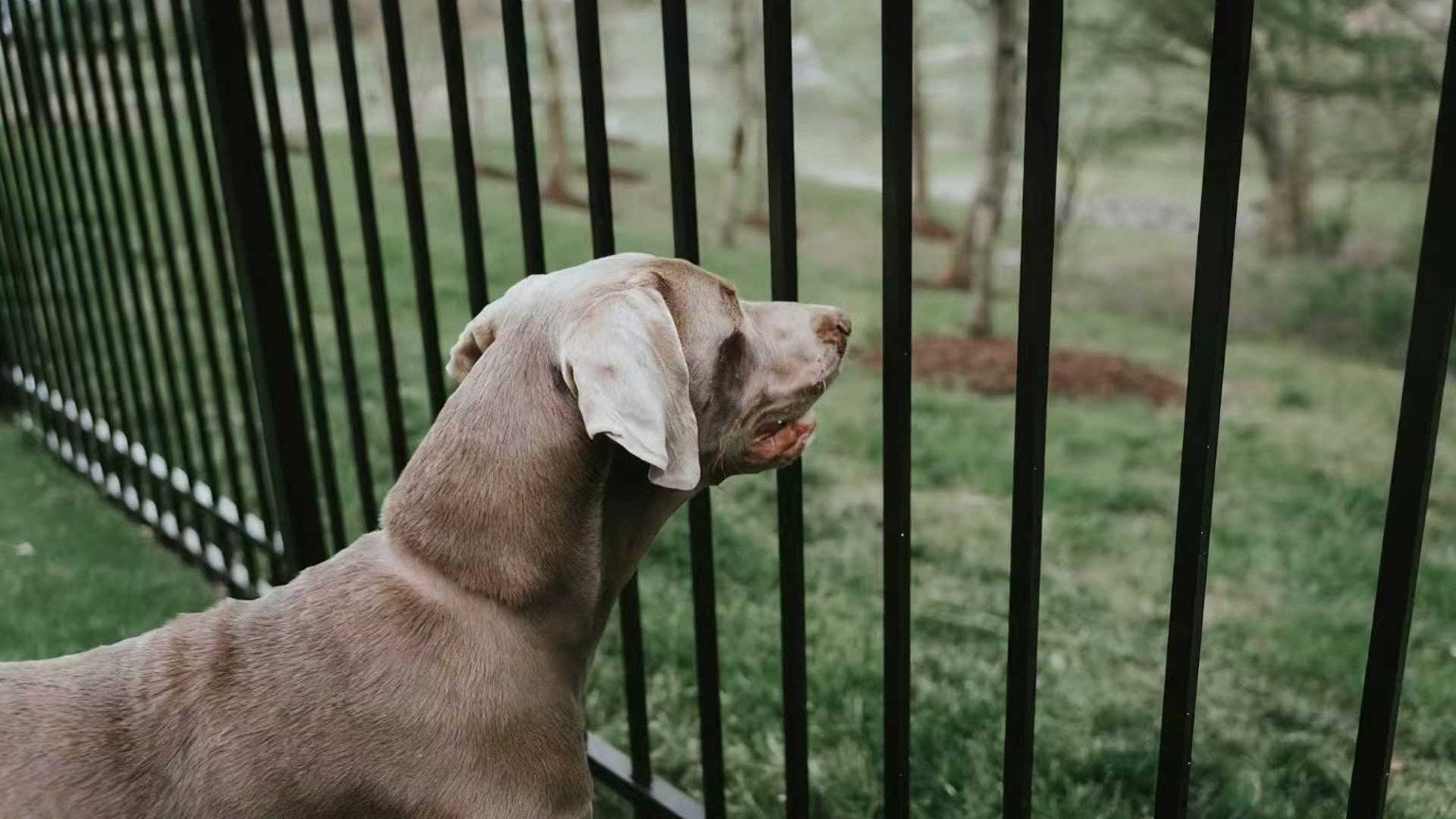 dog standing near physical fence in backyard